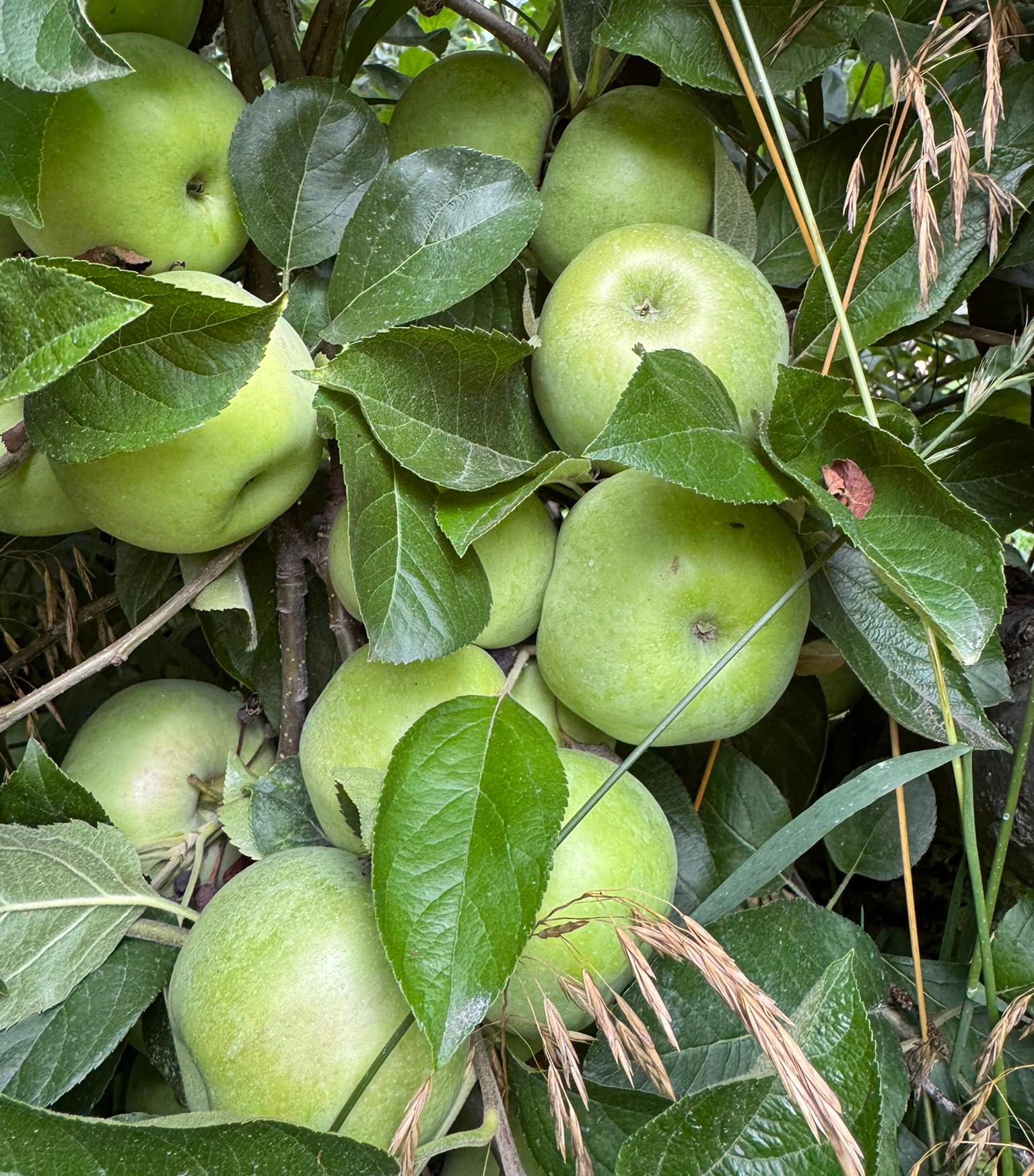 Large green Northern Spy apples tightly packed on a tree branch, partially hidden among dark green leaves.