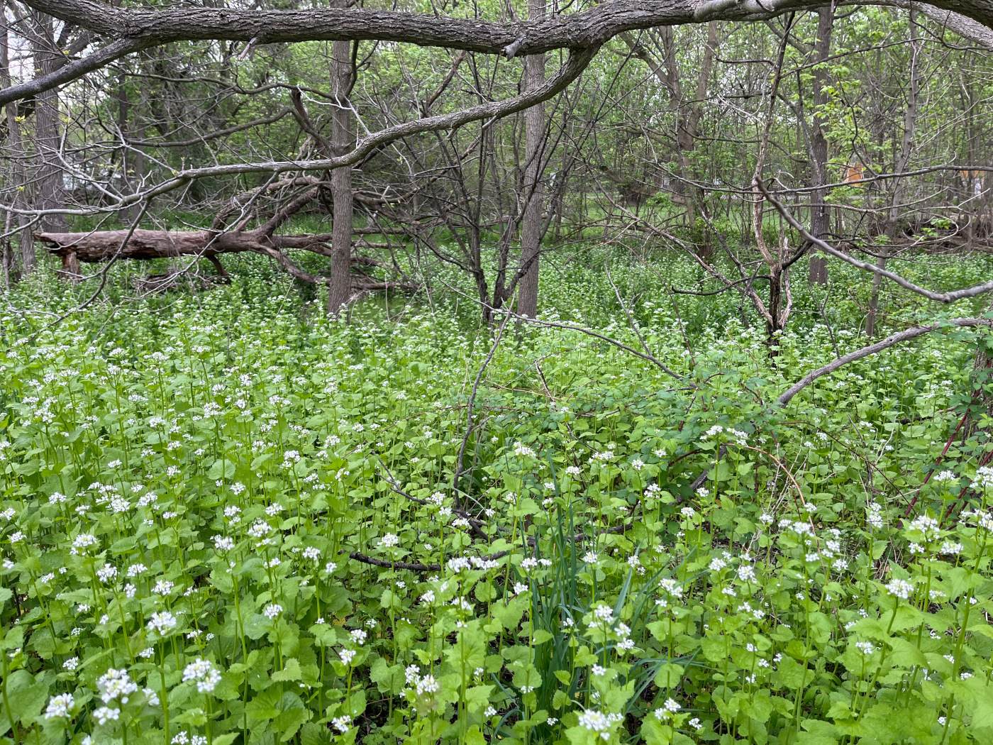A woodland floor overtaken by garlic mustard.
