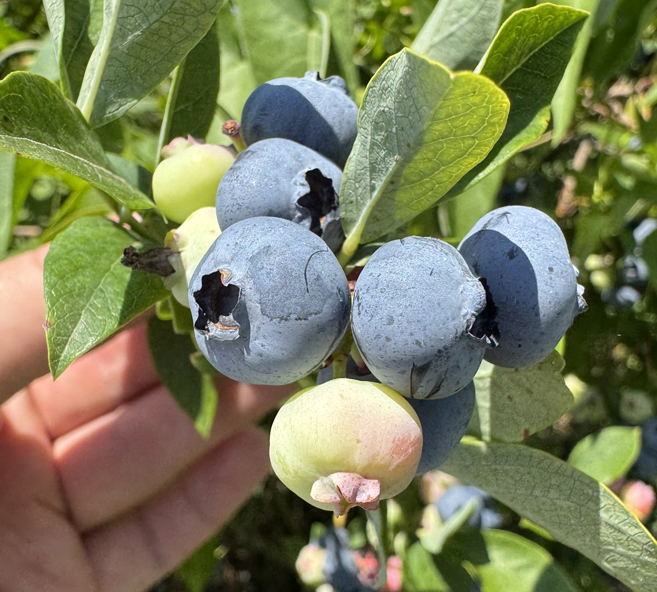 Close-up of a cluster of blueberries growing on a bush.
