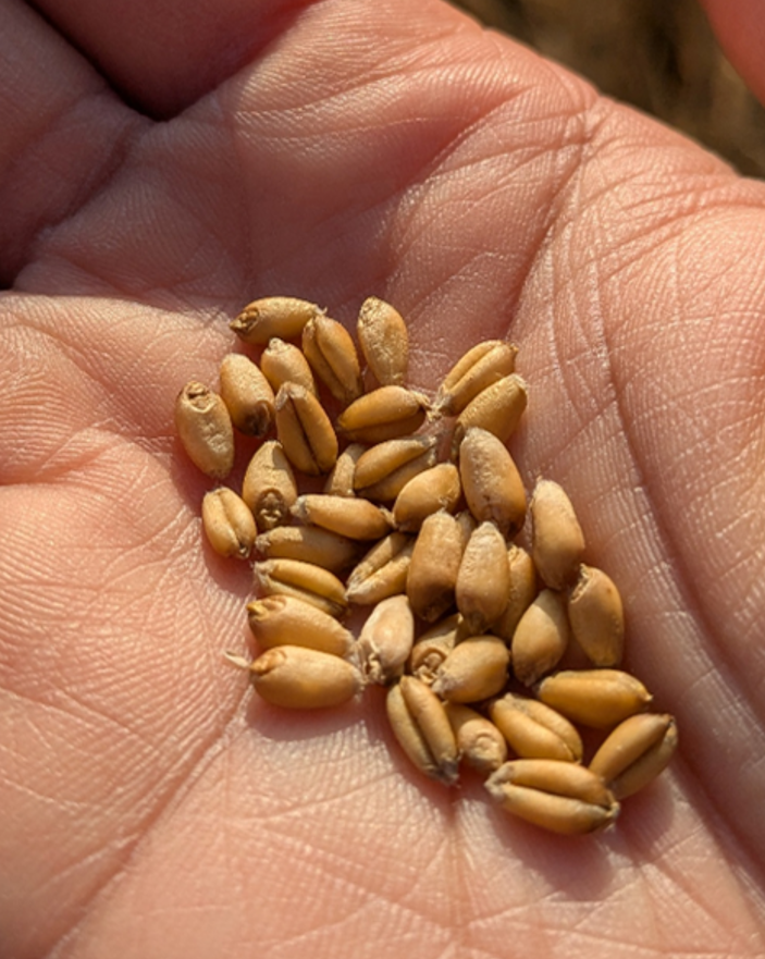 A handful of wheat kernels