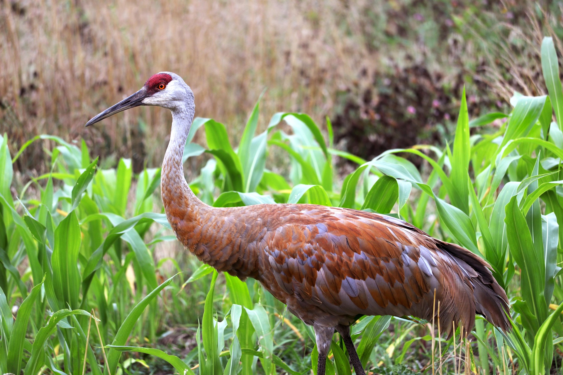 A sandhill crane standing in a corn field.