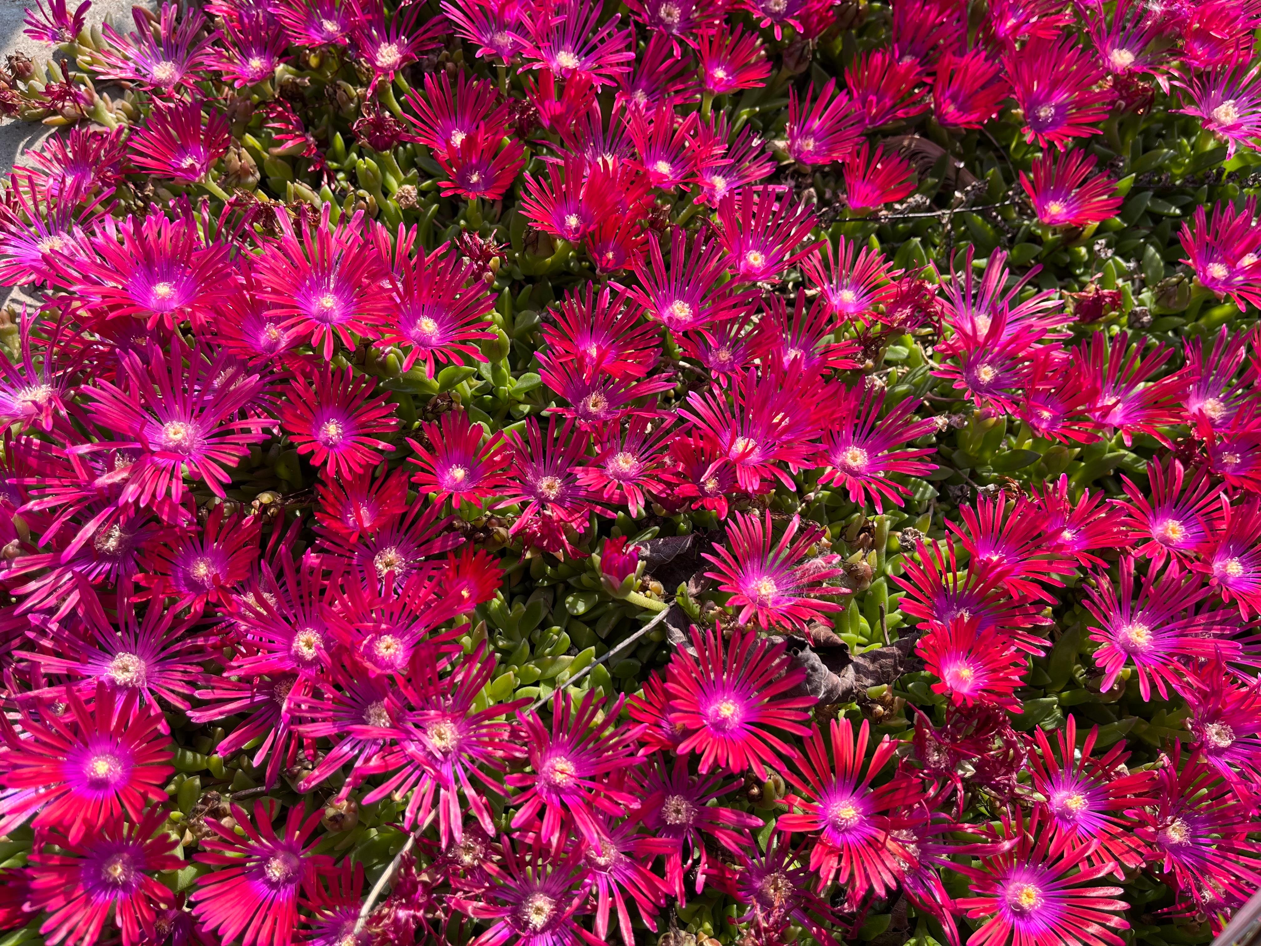 Cluster of bright magenta ice plant flowers with thin, spiky petals and yellow centers, covering low green succulent foliage.