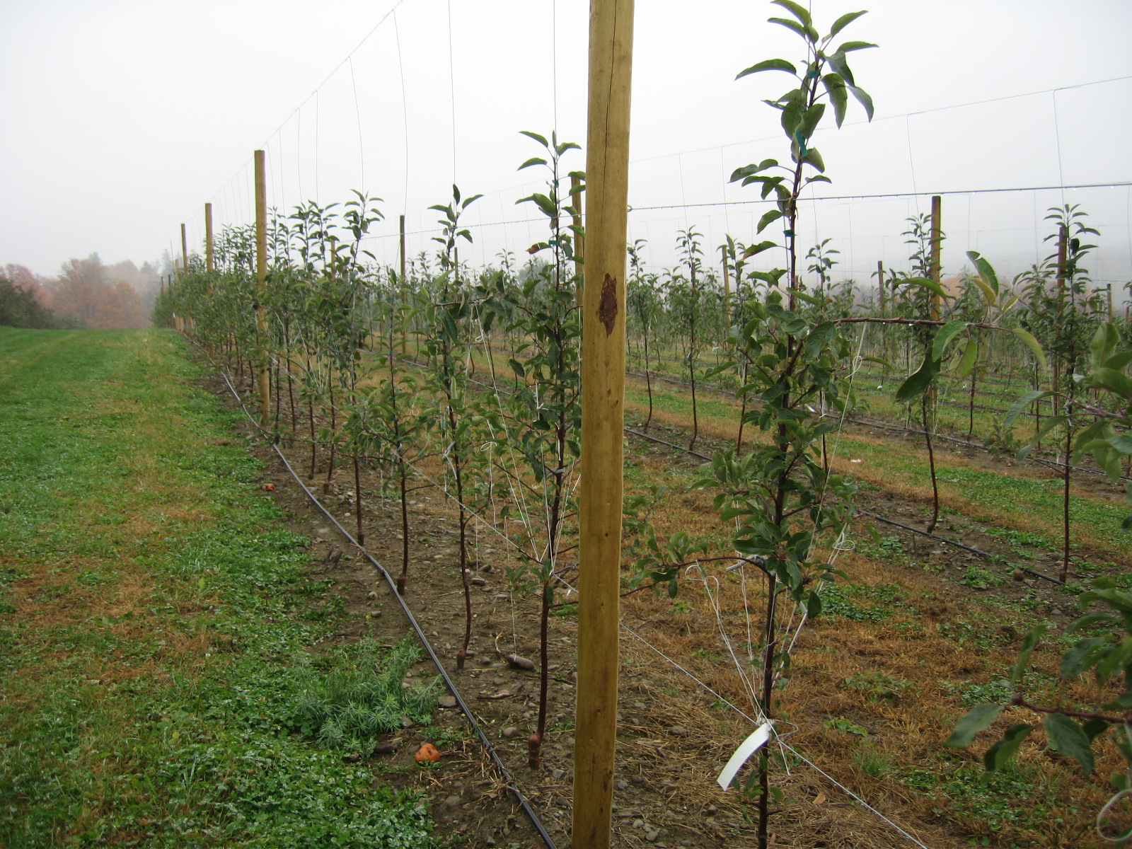 HighdensityappleIrrigation.JPG
