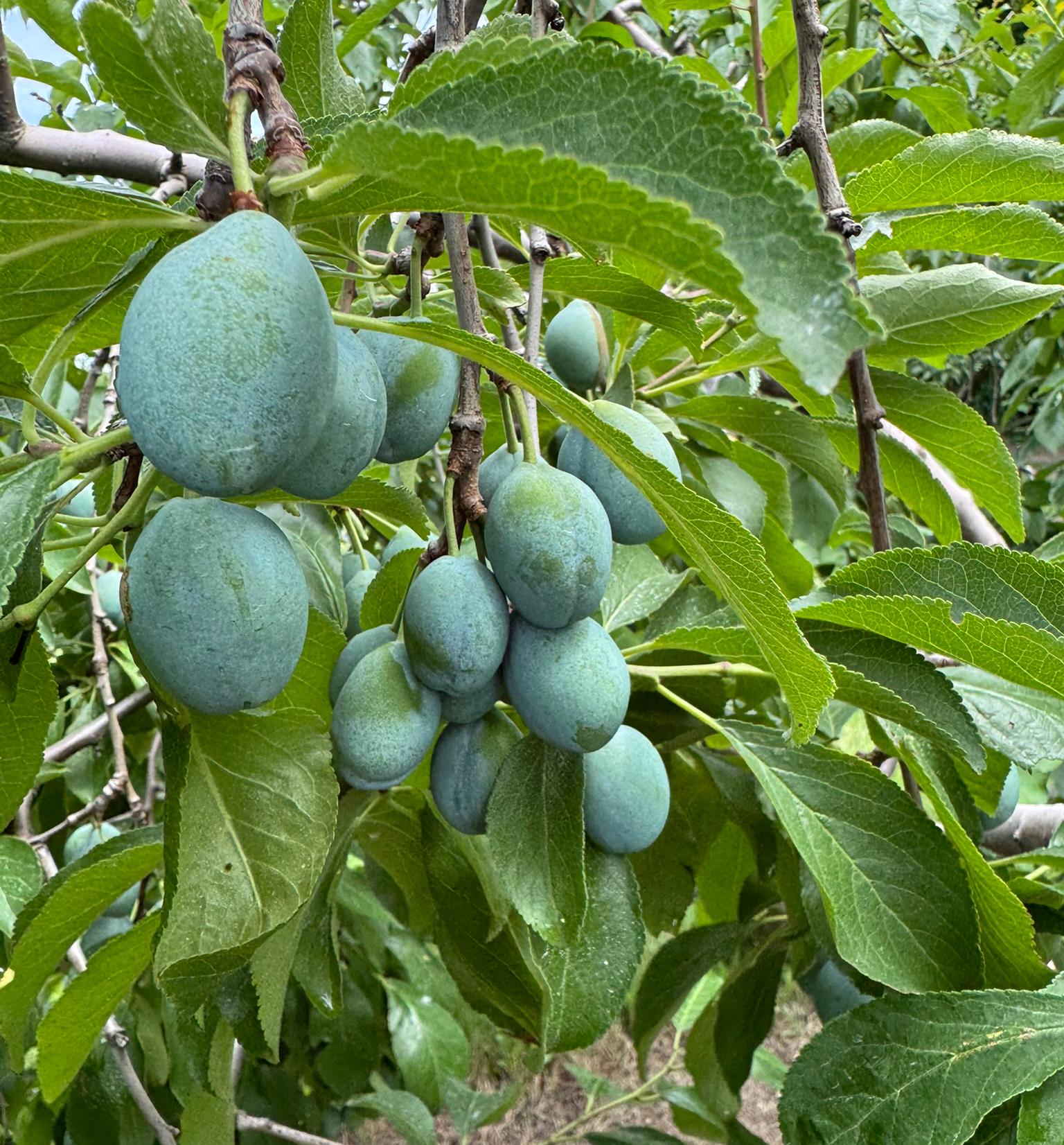 Plums hanging from a tree.