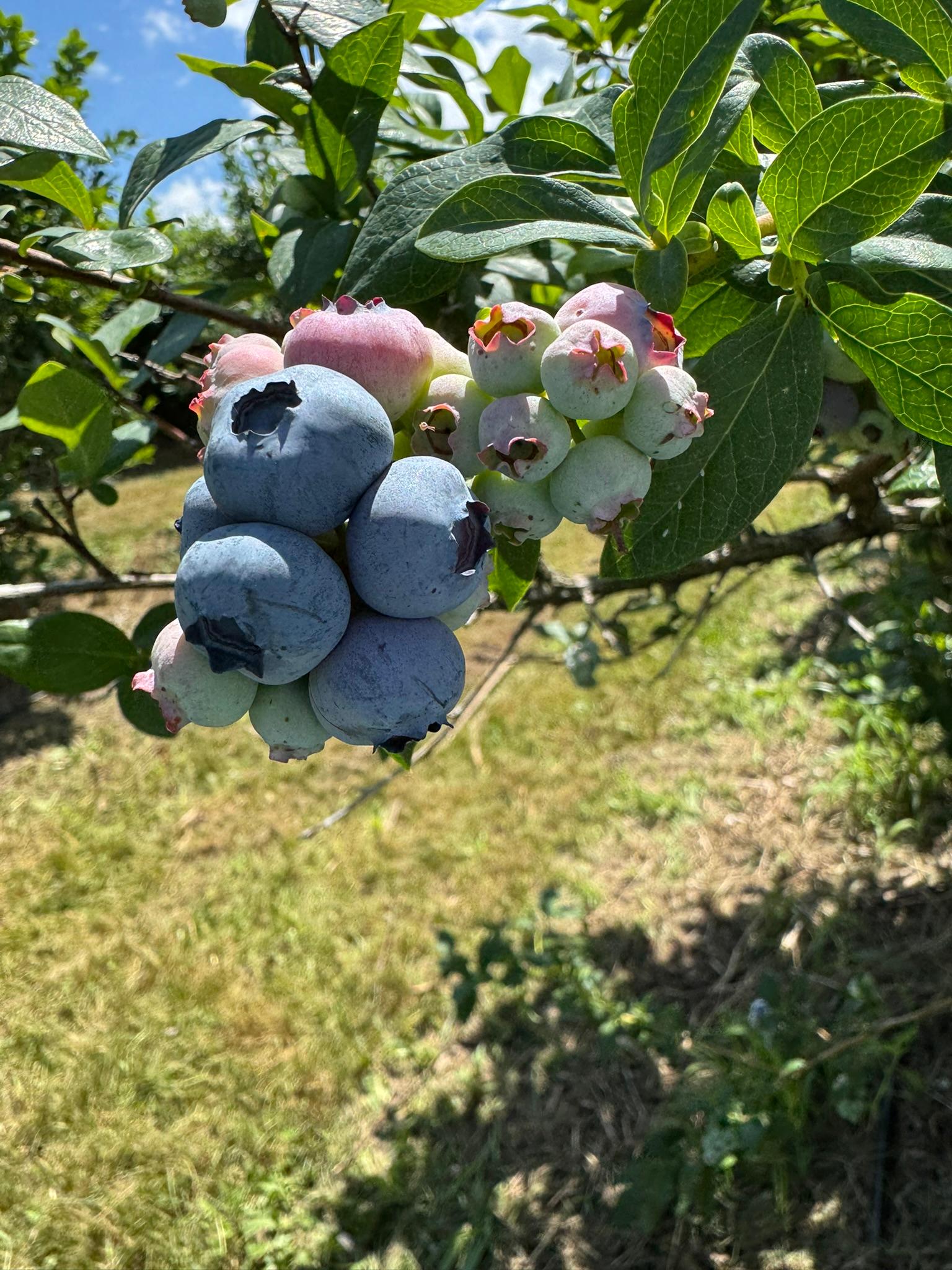 Blueberry2_Spicers_July1_2025.JPEG