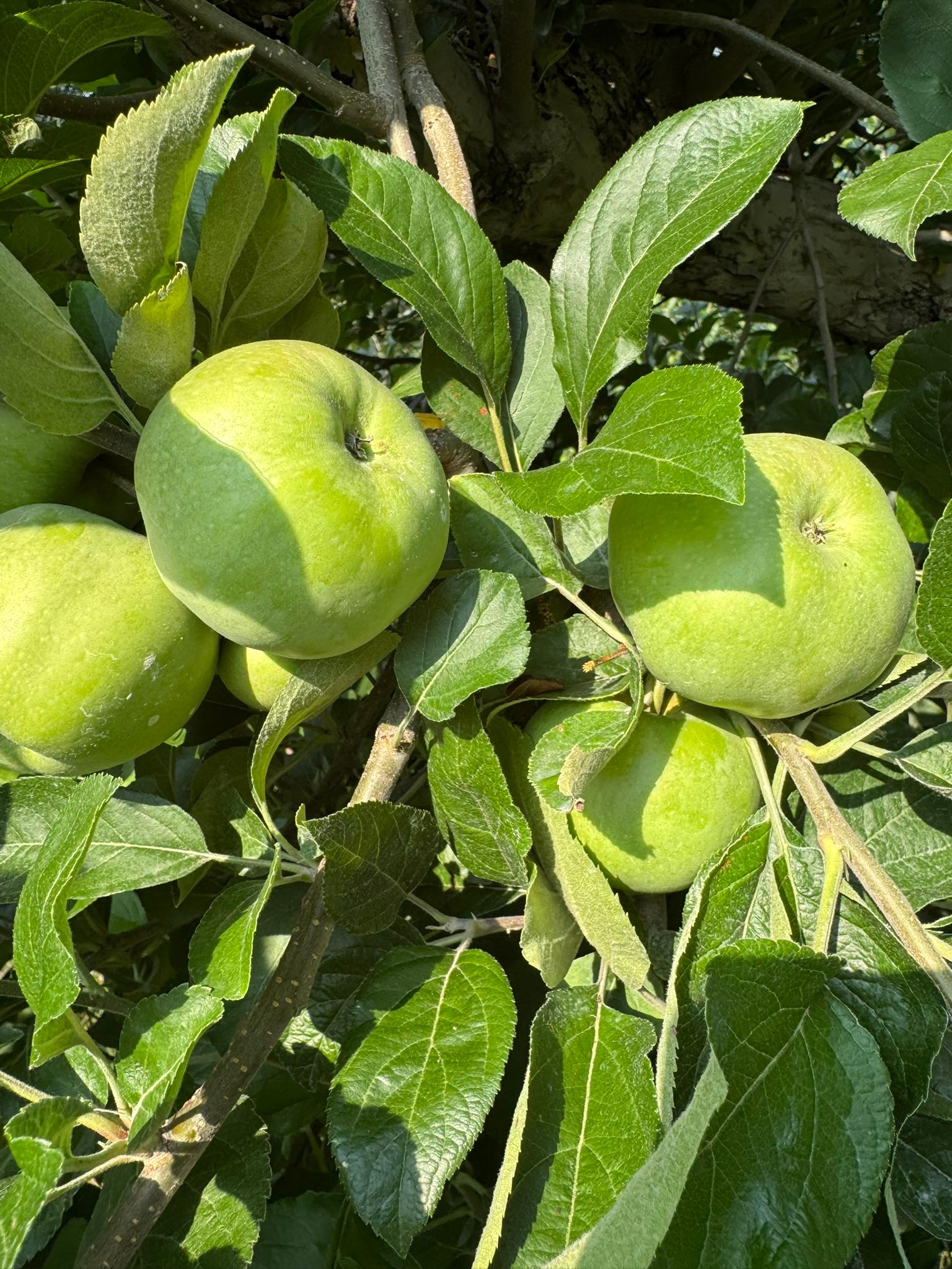 A cluster of green apples. 
