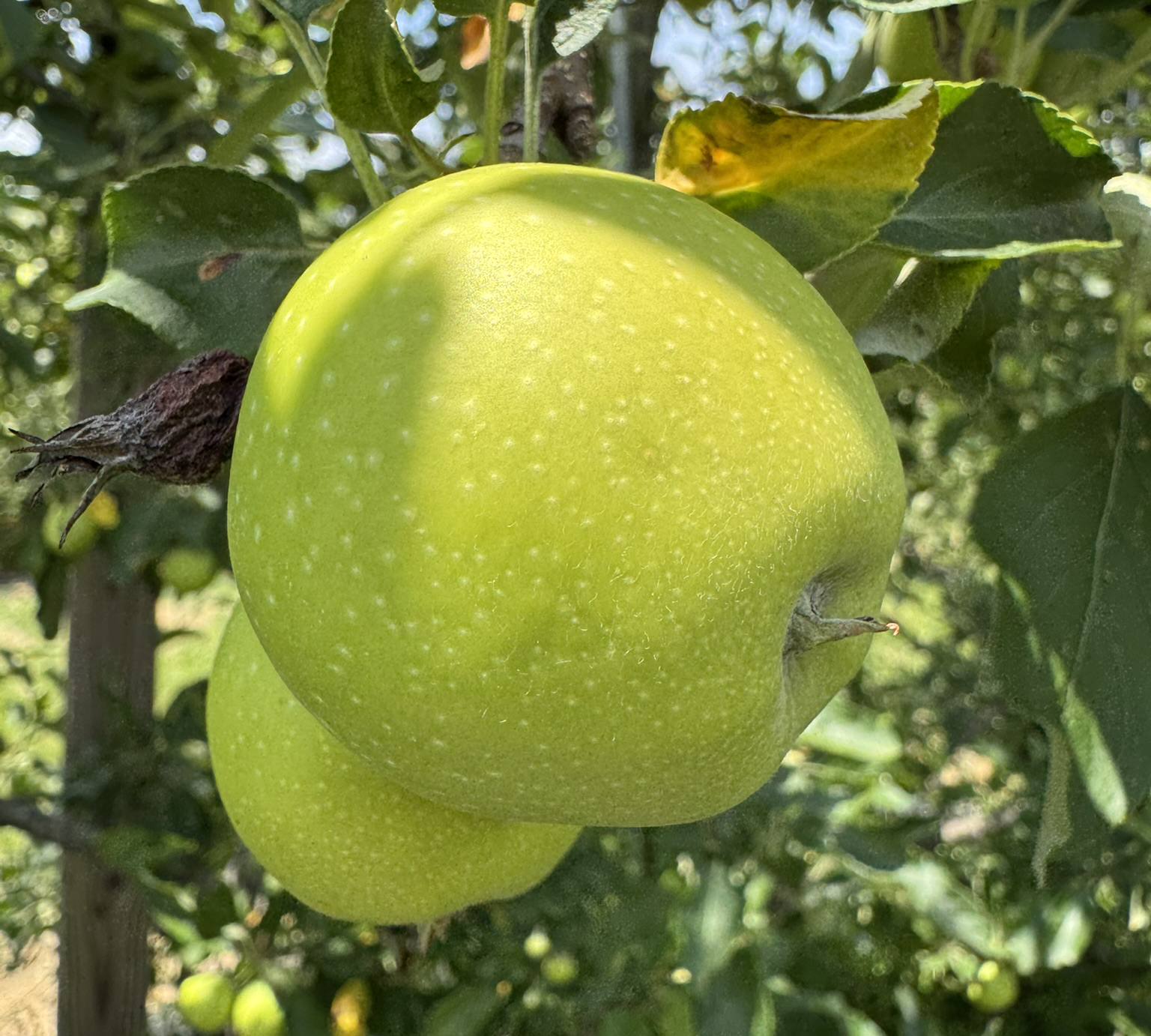 A photo of a ripe and round green apple with a smaller green apple in the background.