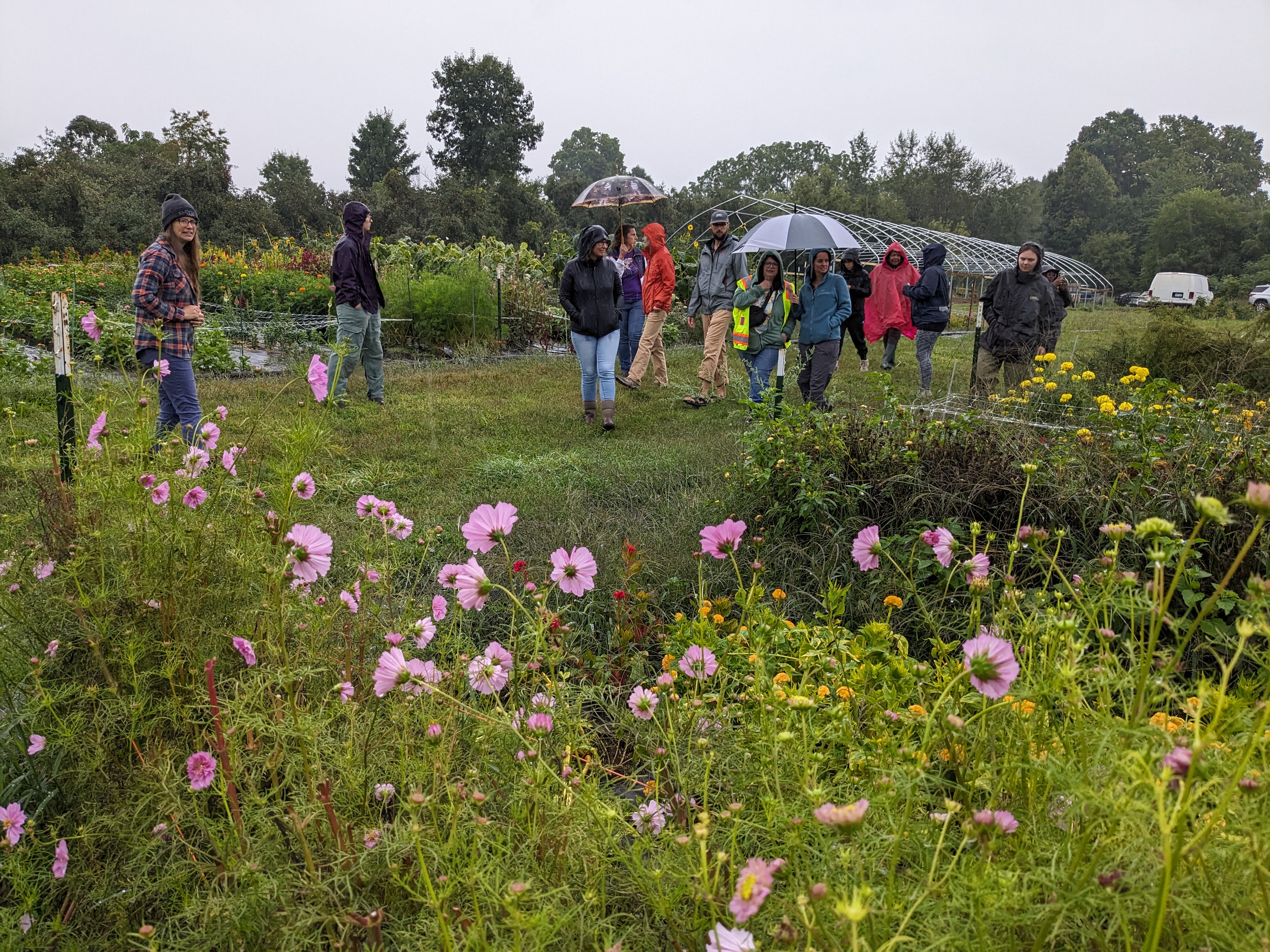 People looking at a field of flowers