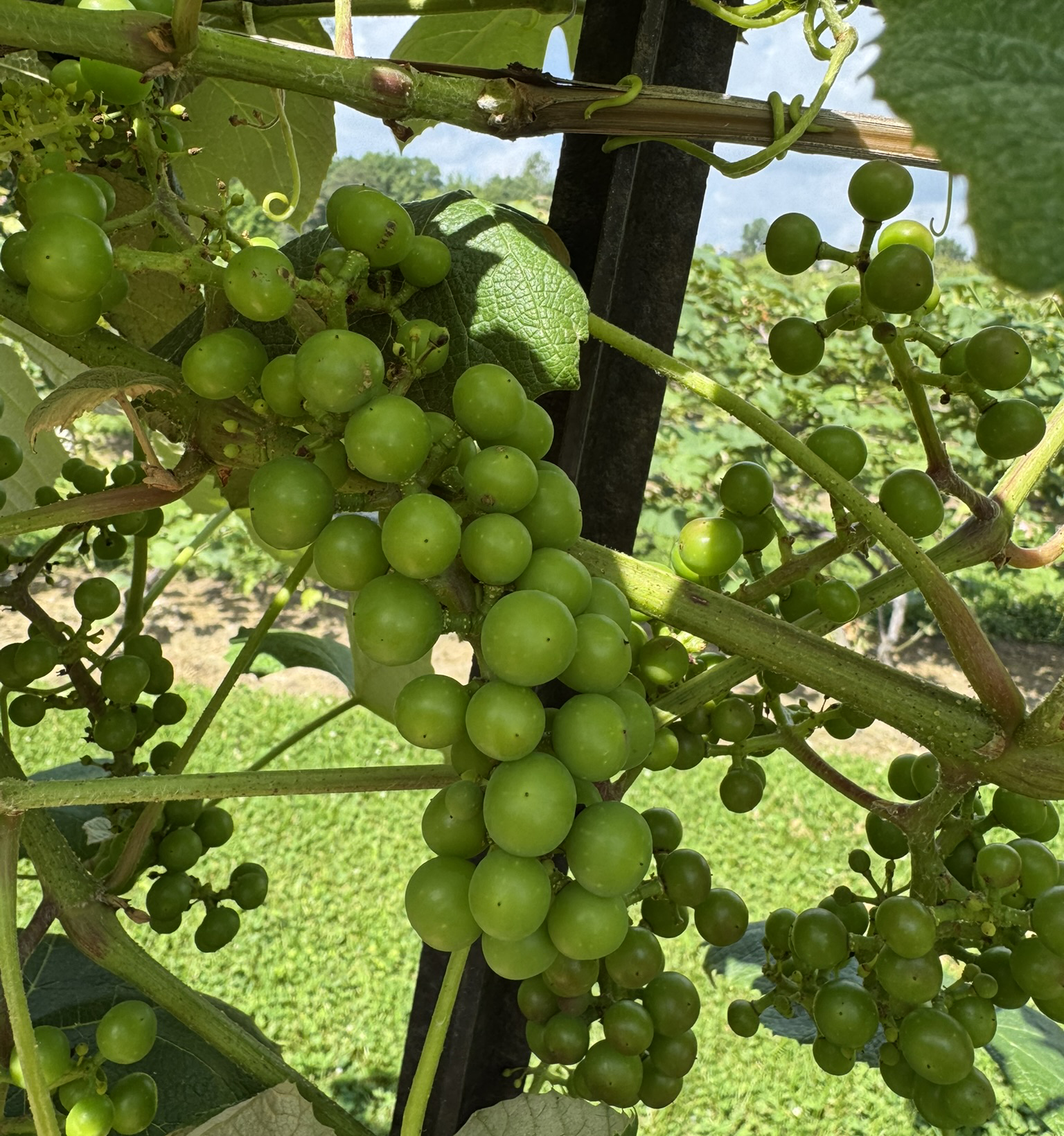 Grape clusters at berry touch.