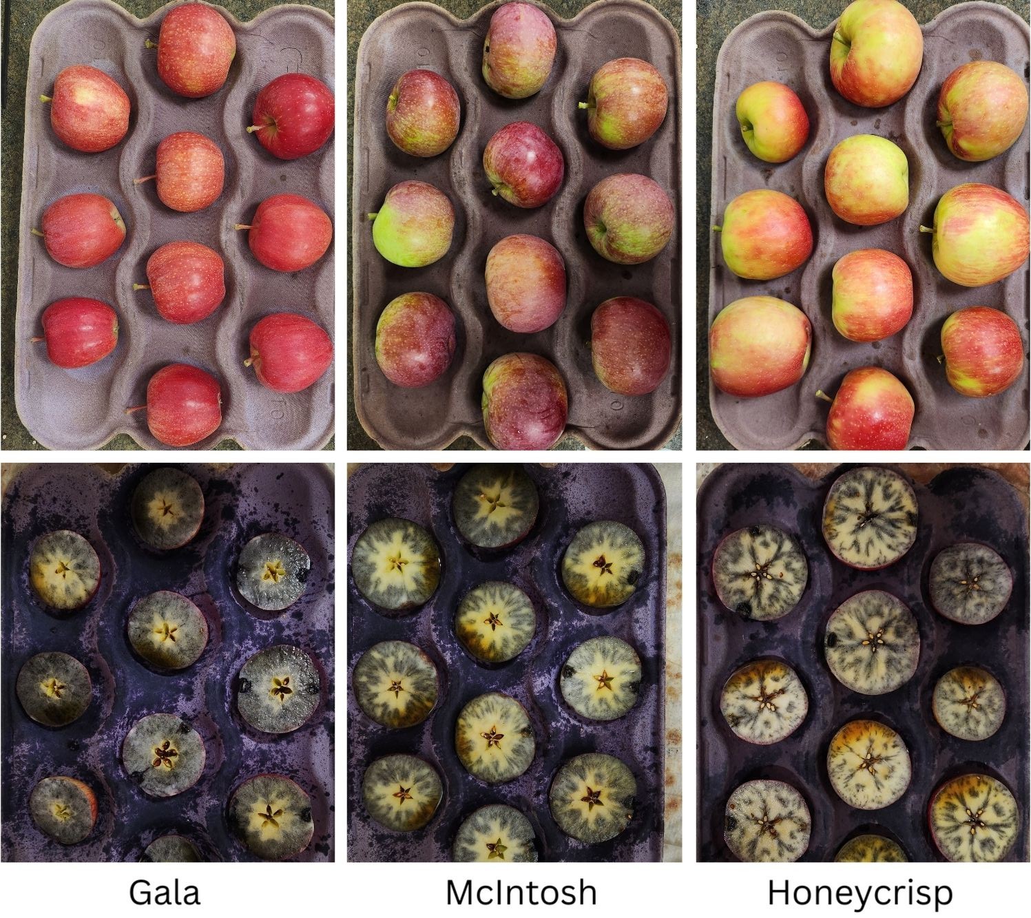 Six trays of apples cut in half stained blue from iodine testing.