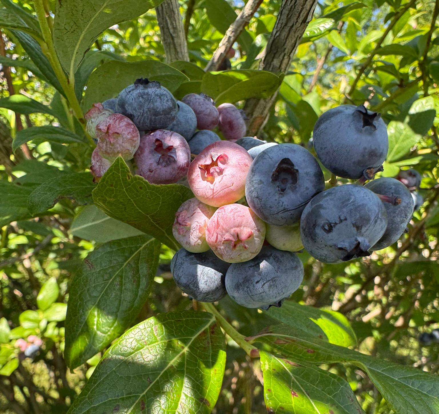 Ripening blueberries growing on a bush.