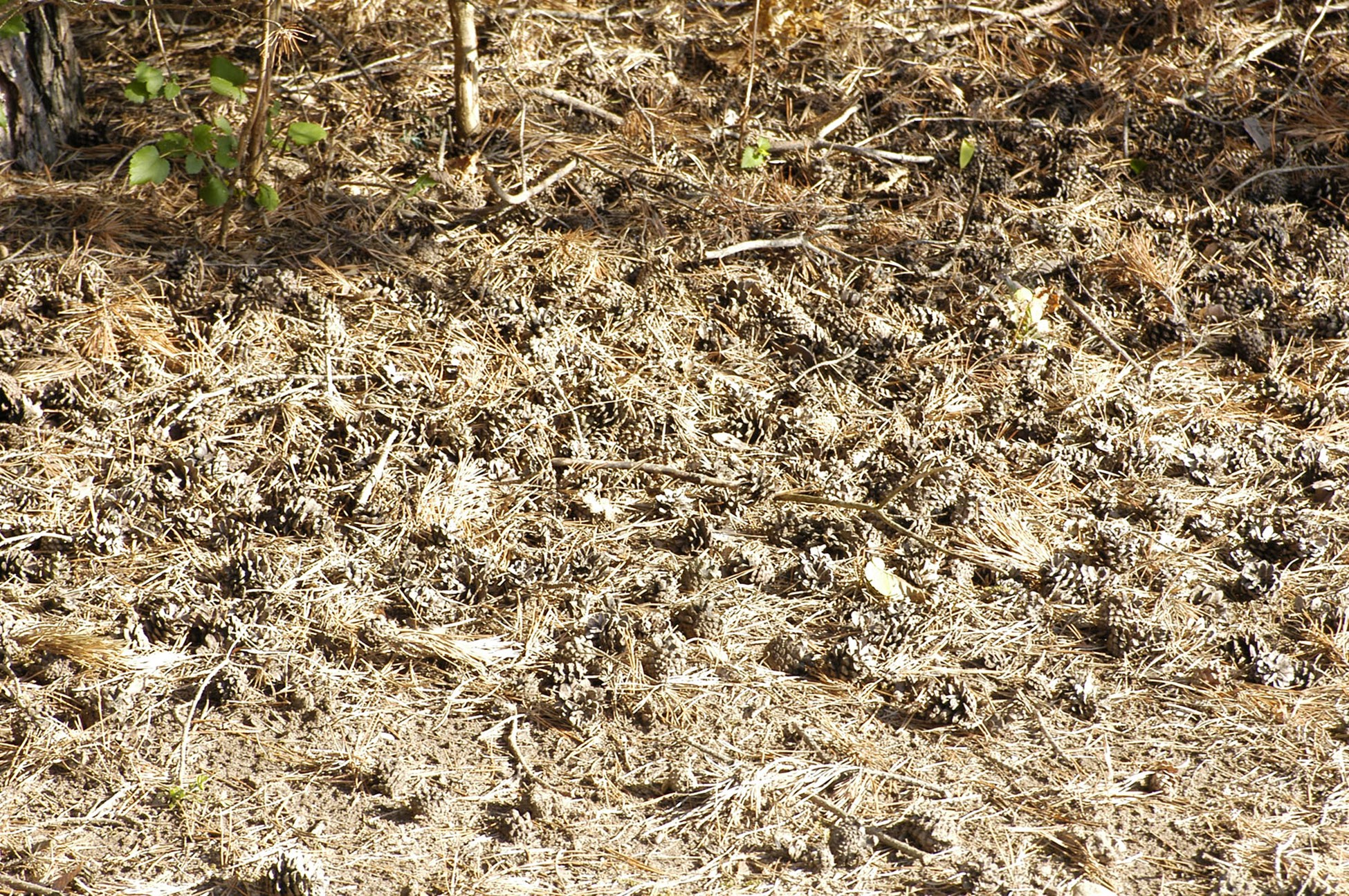 Pine cones on the ground.