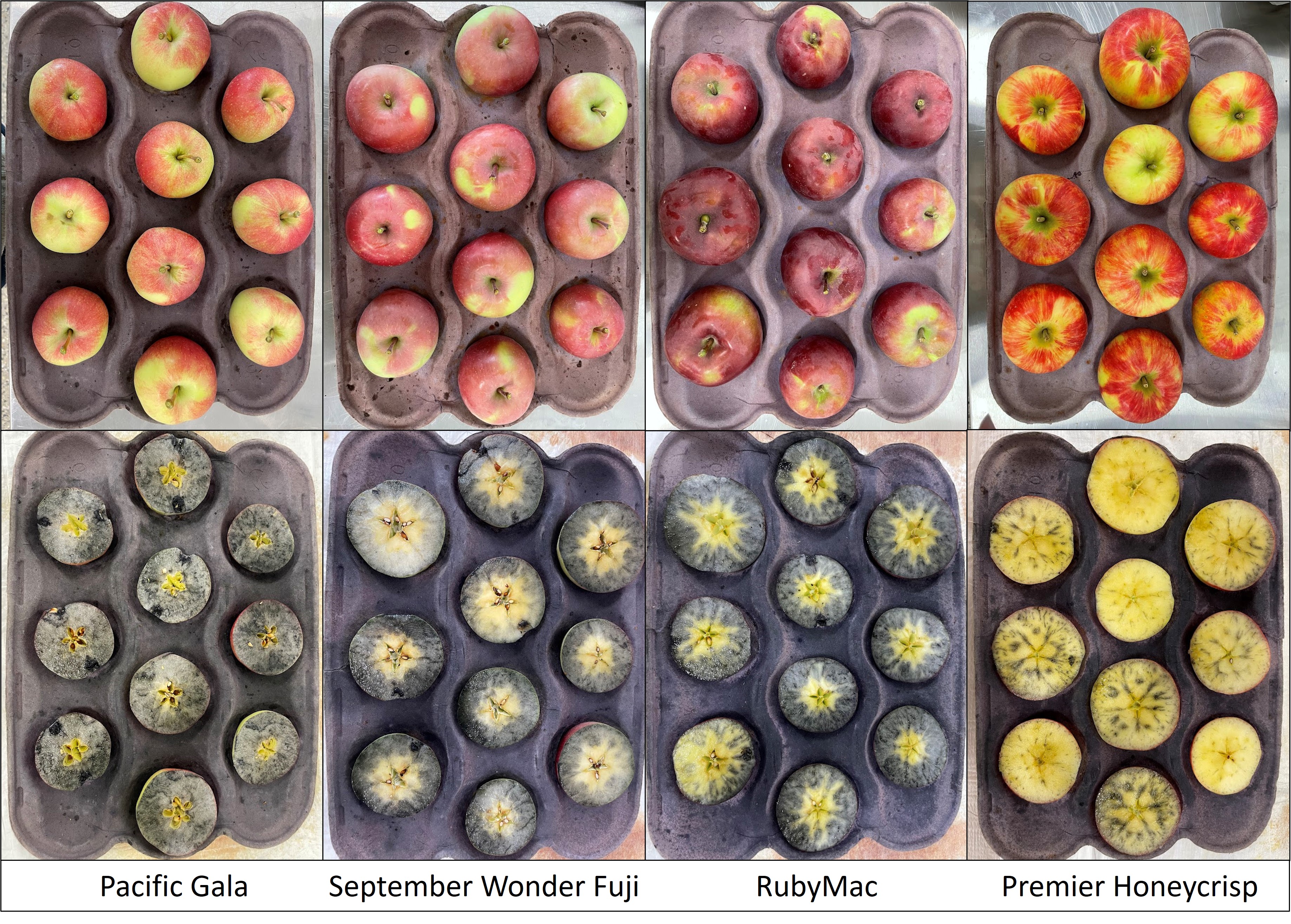 Fig2_AppleMaturity_8-31-23.jpg