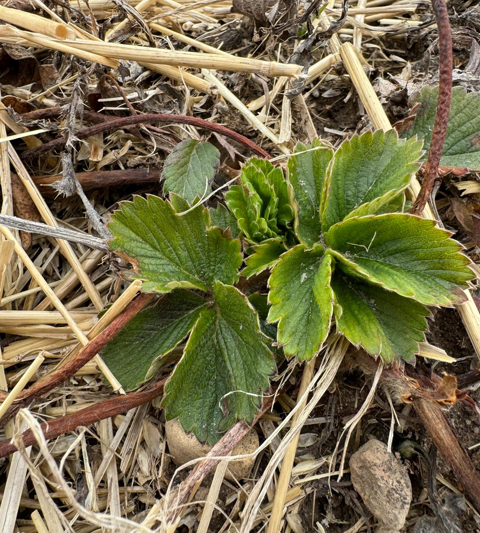 Green strawberry leaves emerging from a straw-covered ground.