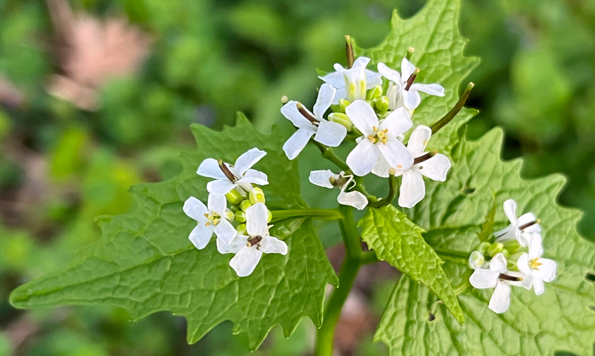 Closeup of the white flowers of garlic mustard.