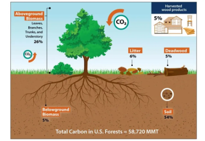 Illustration showing carbon distribution in U.S. forests with labeled sections for aboveground biomass (26%), belowground biomass (5%), litter (6%), deadwood (5%), soil (54%), and harvested wood products (5%). The graphic highlights total carbon storage of 58,720 MMT and uses color-coded labels and icons to represent carbon sources and CO2 flow.