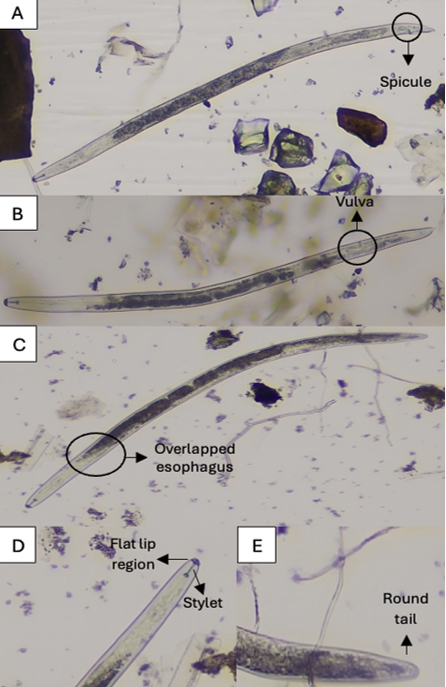 Closeup of root-lesion nematodes under a microscope.