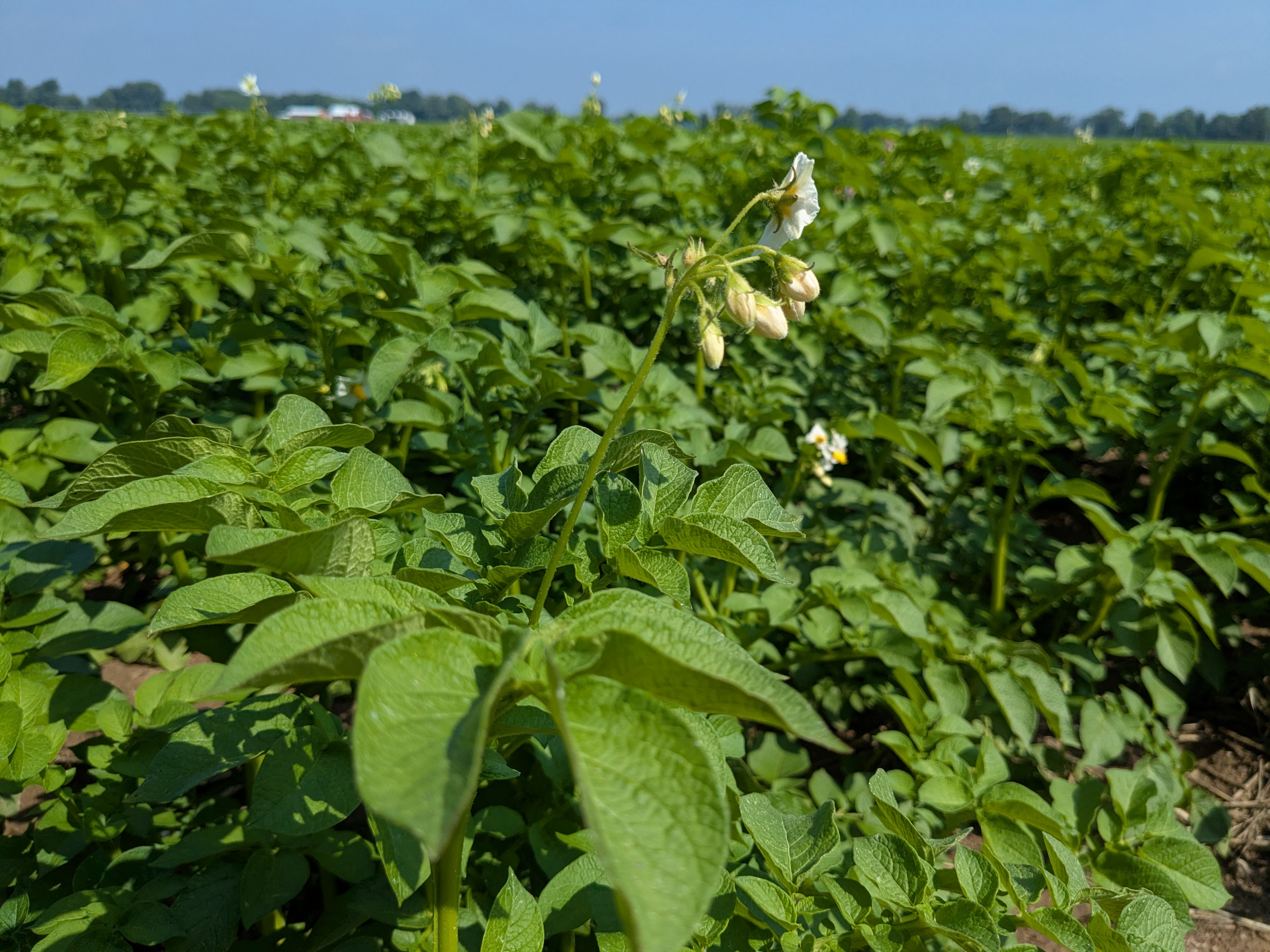 A closeup photo of a potato plant in the field with a blossom on it. 