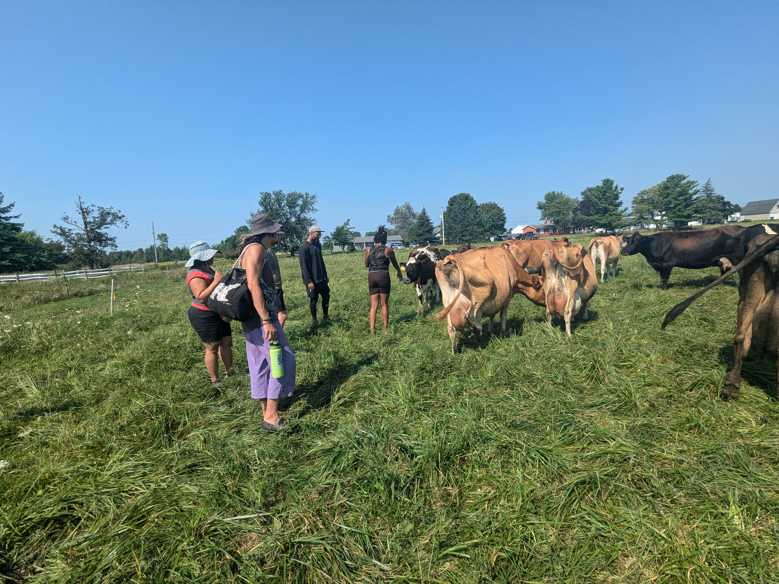 About 10 people and 5 cows standing in a field.