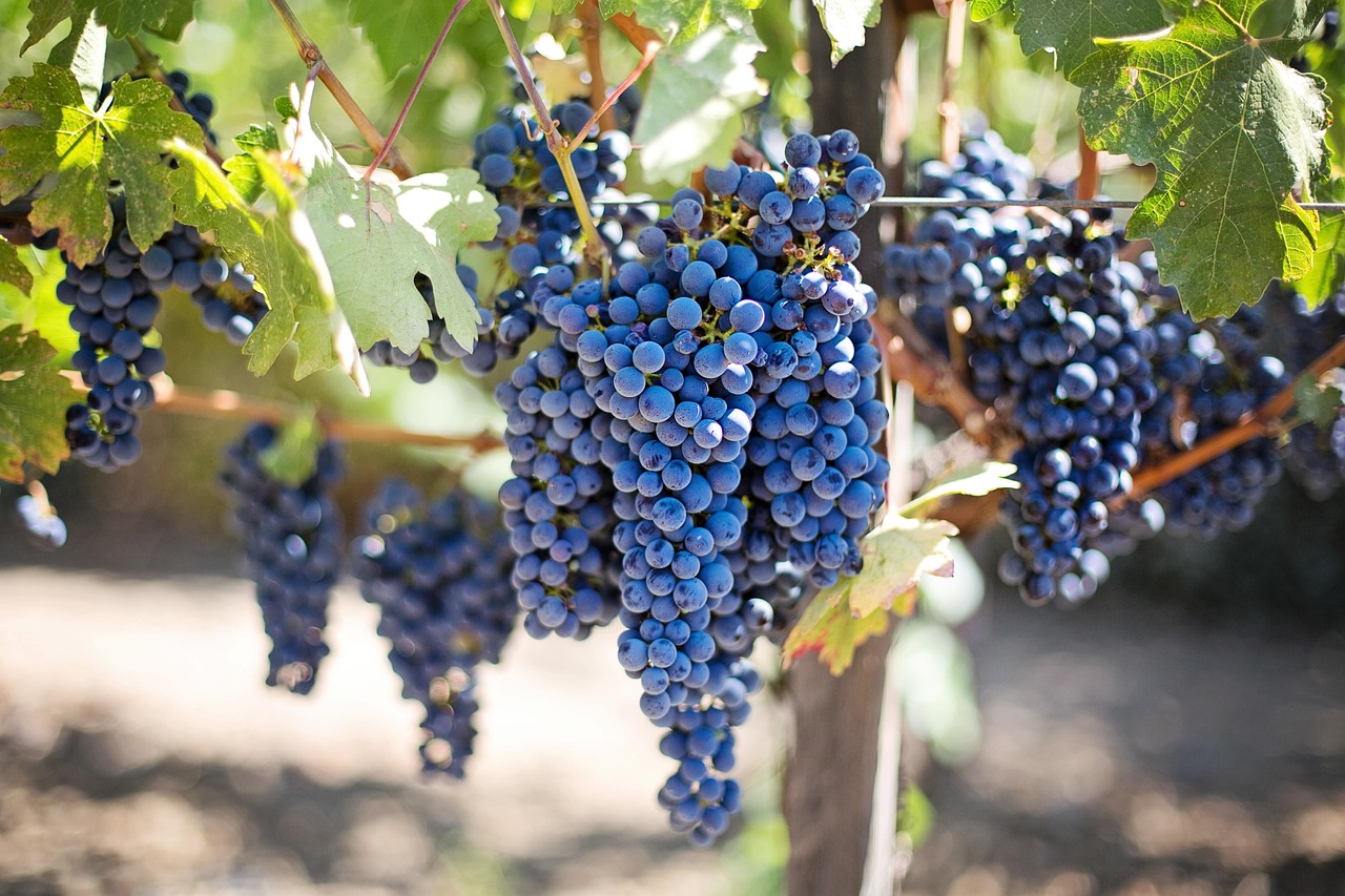 Grapes-553464_1280.jpg