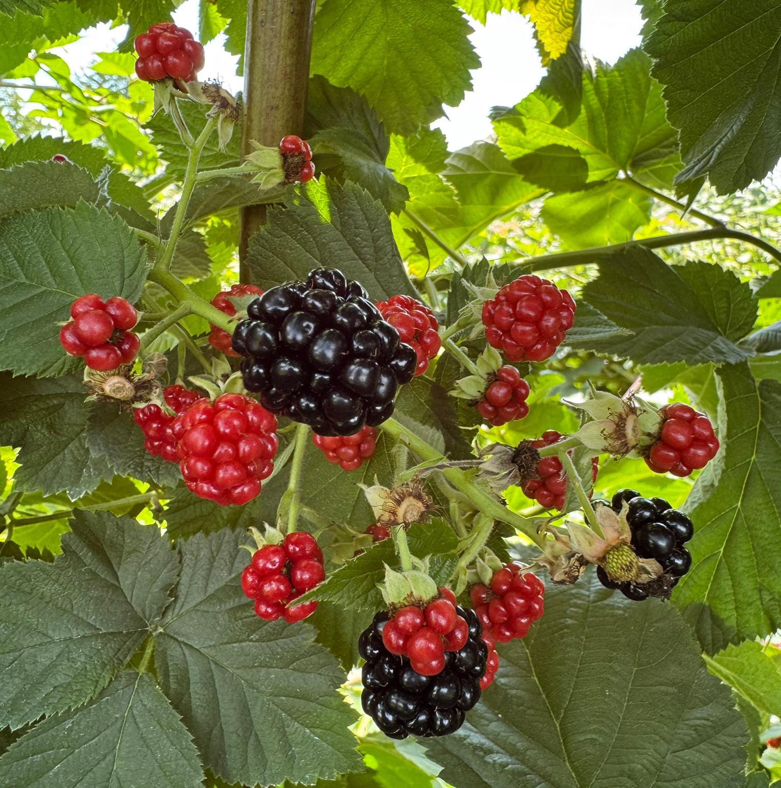 Blackberry cluster with shiny ripe black berries and red unripe berries among green leaves.