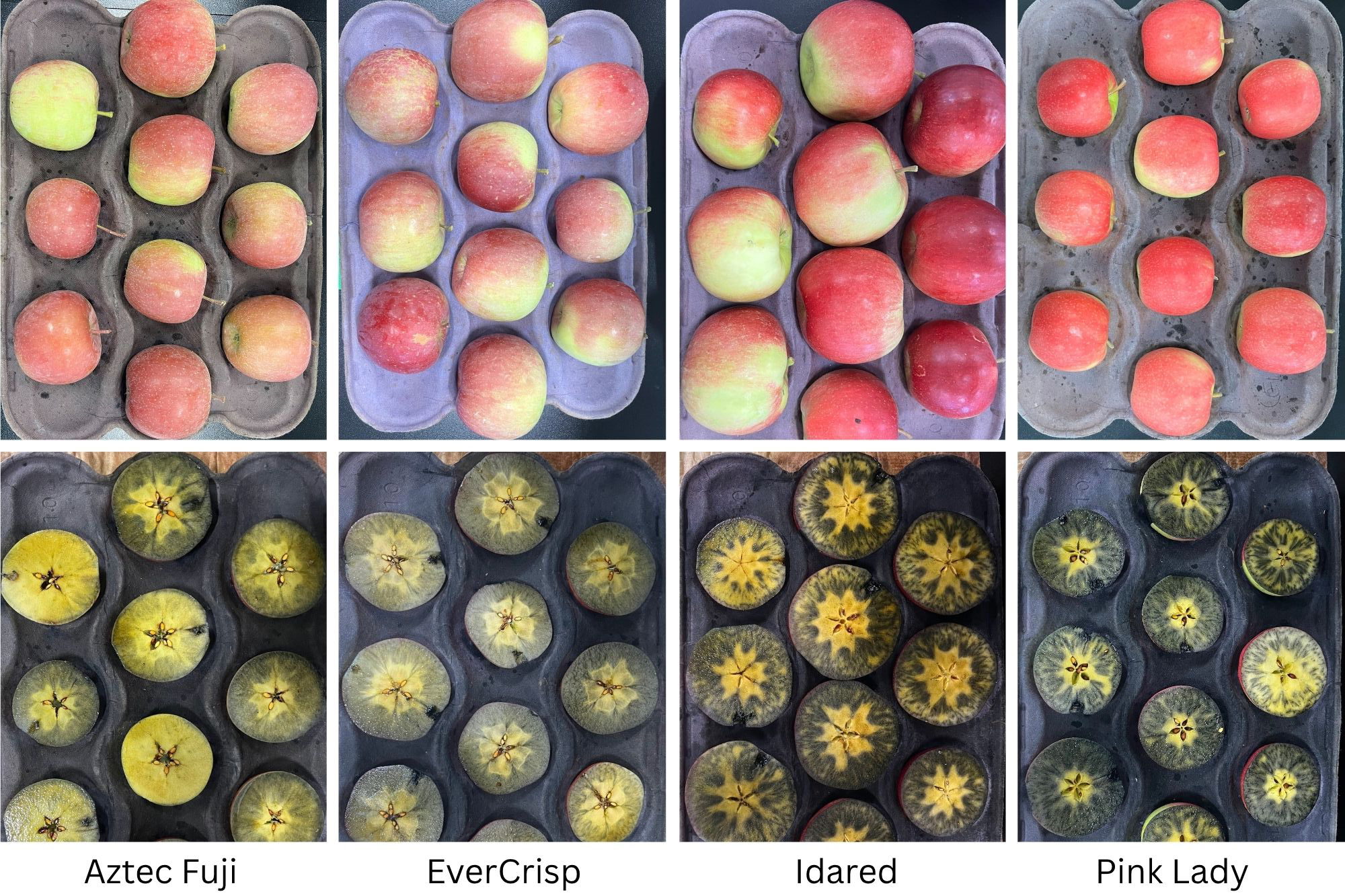 Whole apples and apples cut in half being tested with iodine.