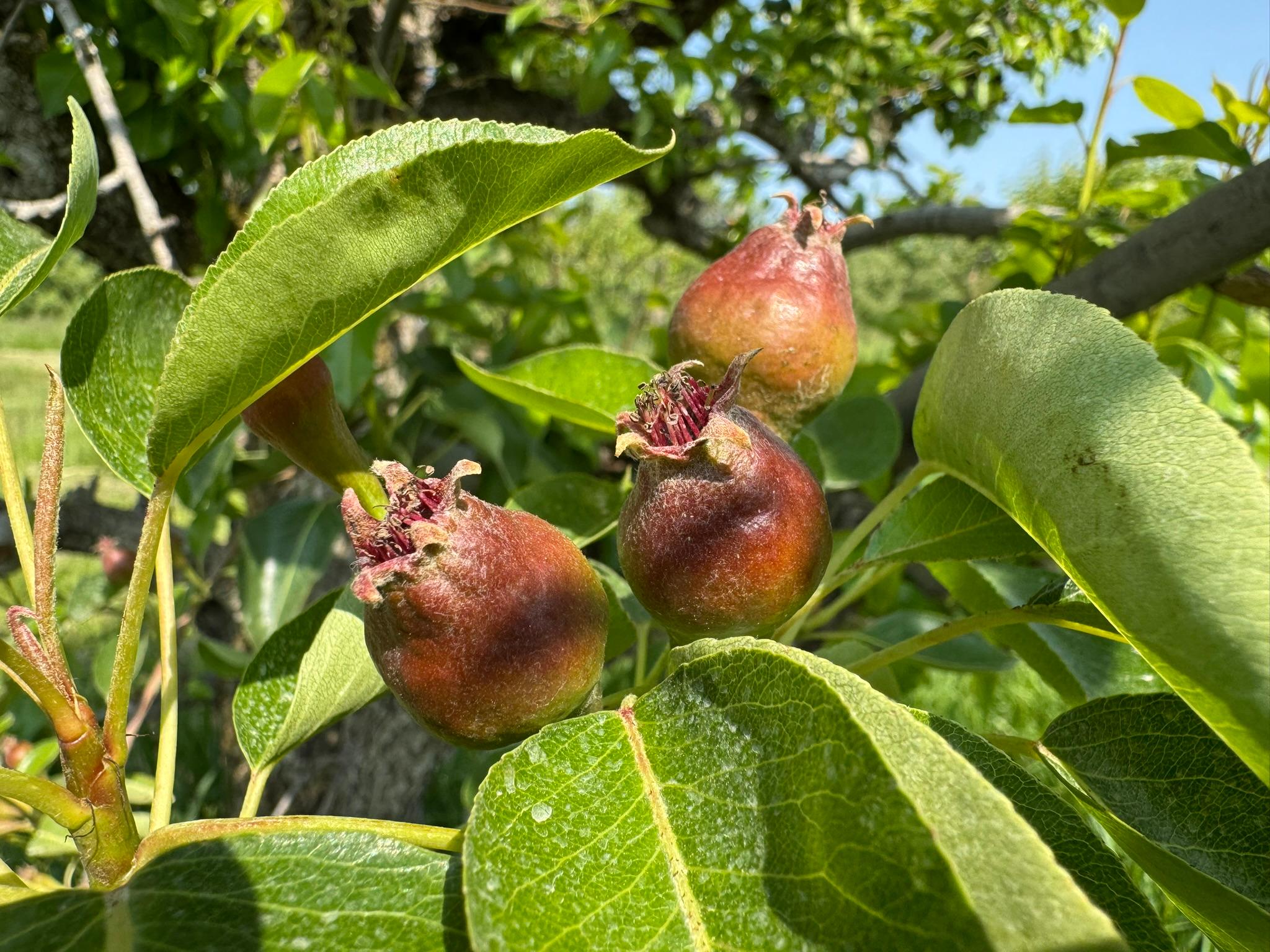 Pear_Bartlett_Spicers_June2_2025.JPEG