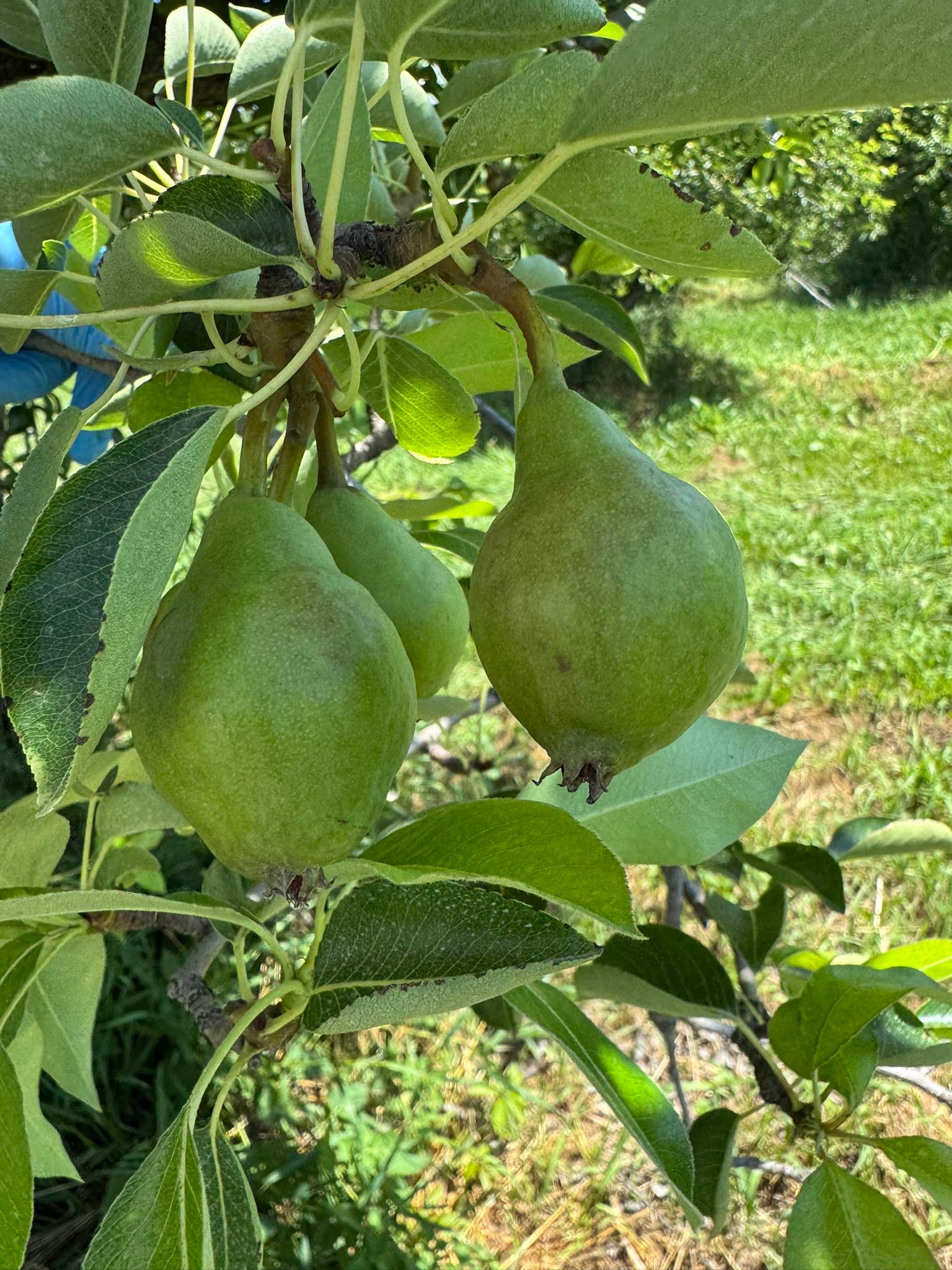 Pear_Bartlett_50mm_Spicers_July1_2025.JPEG
