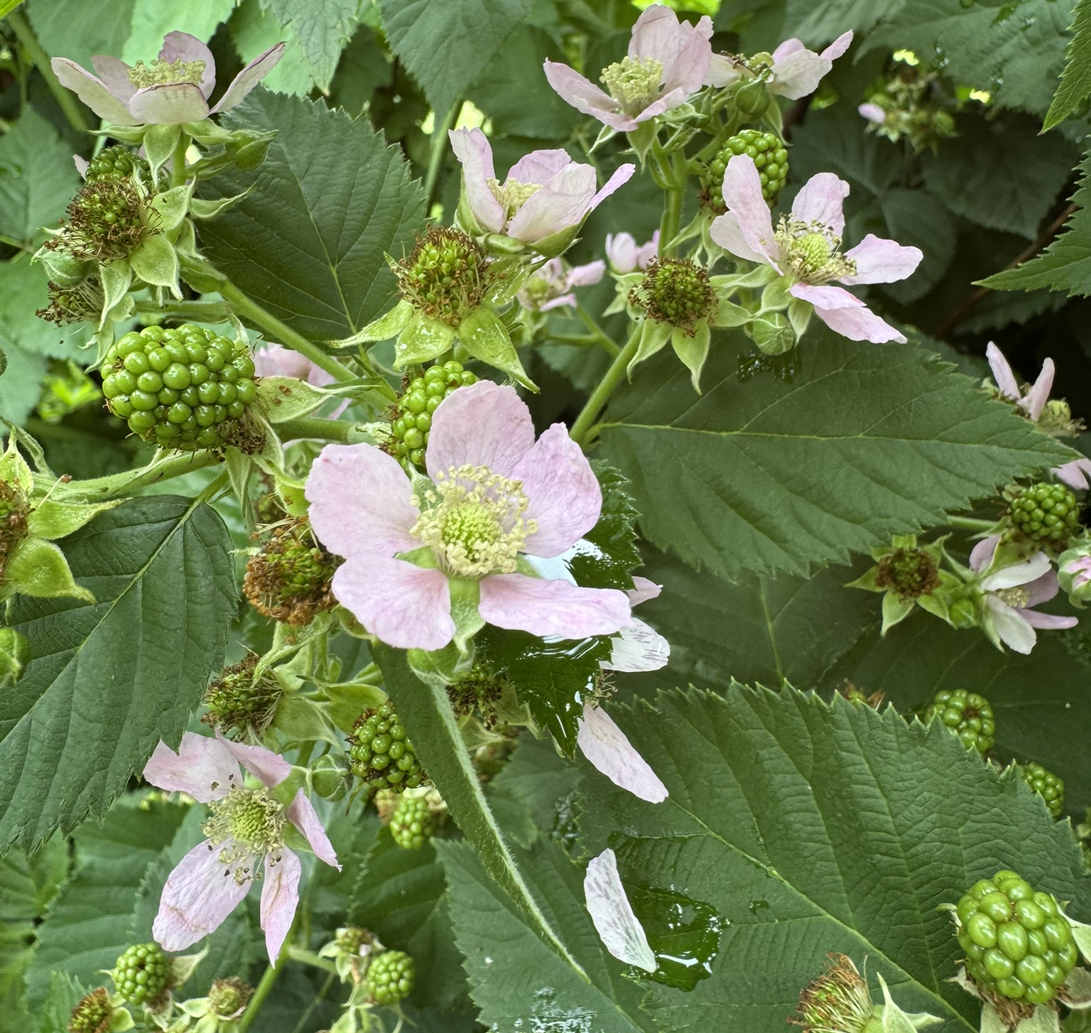White flowers with green, unripe blackberries in the background. 