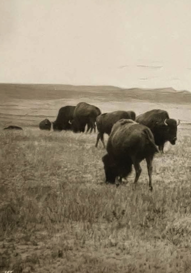 BisonPrairiePhoto.jpg
