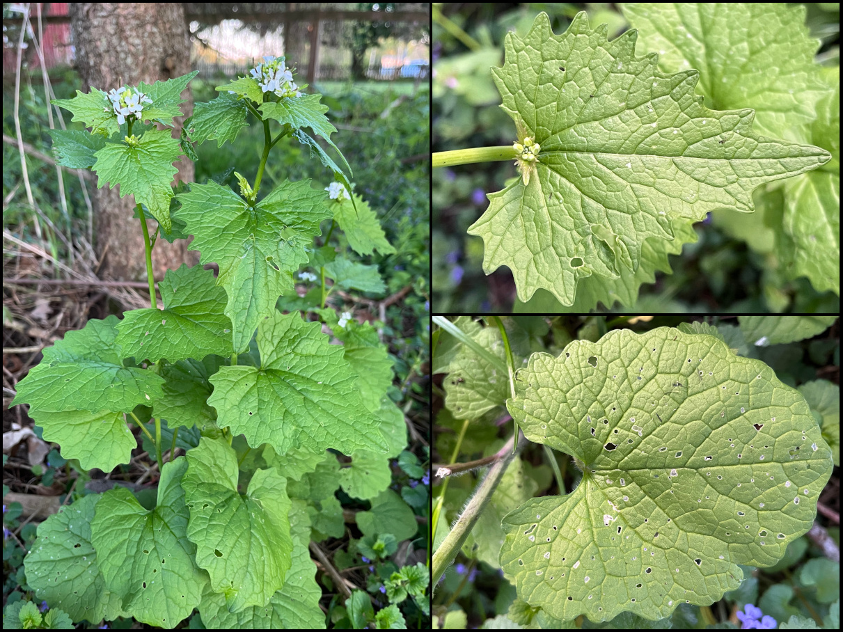 Leaves of garlic mustard plant.