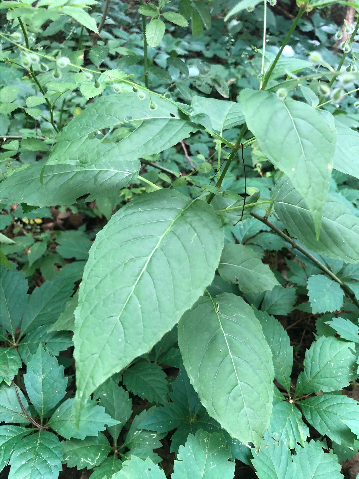 The photo is of enchanter's nightshade with oblong, green leaves that have toothed margins.  