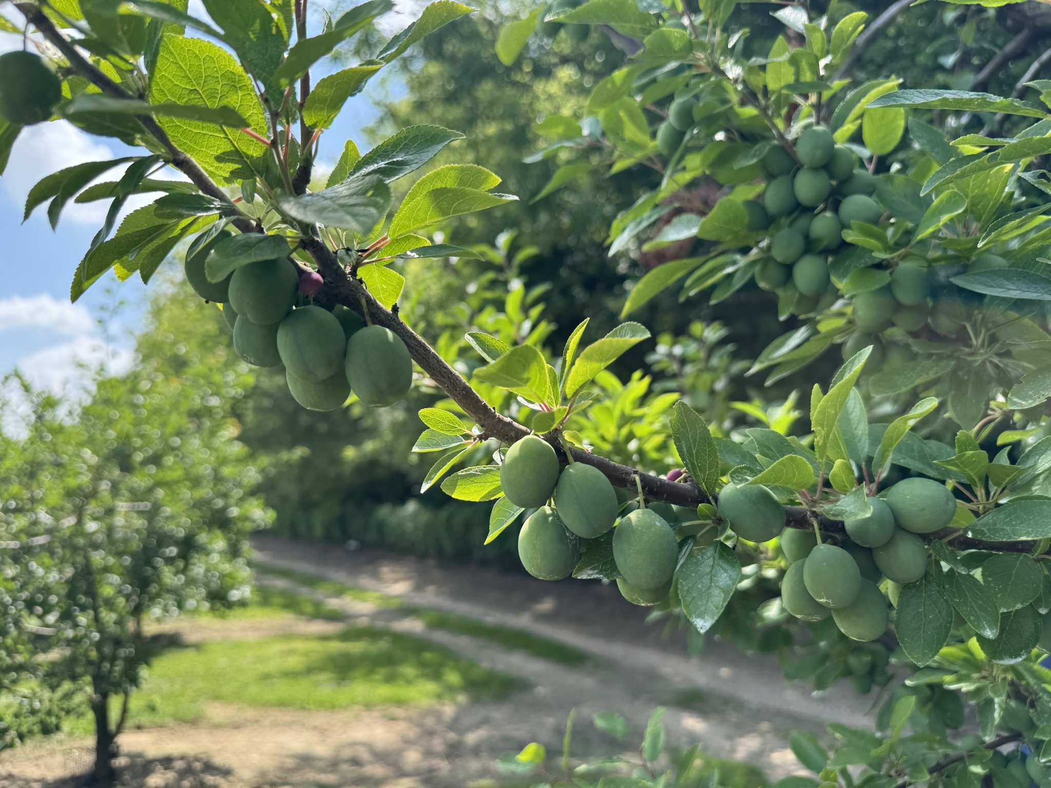Damson plums nearing harvest hanging from a tree.