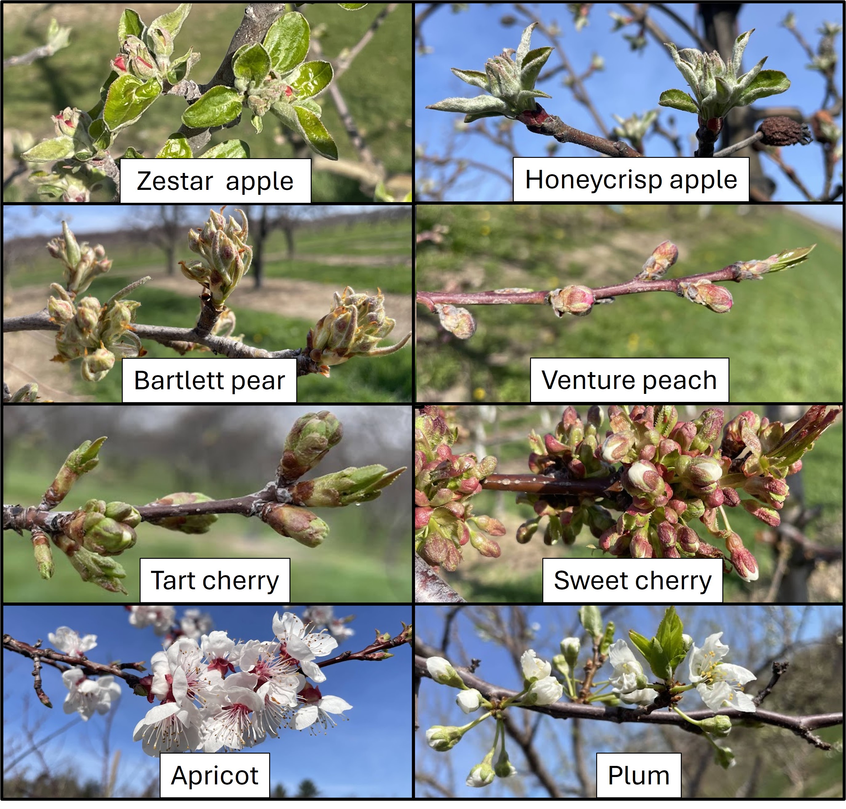 Fig2_Phenology_4-28-25.jpg