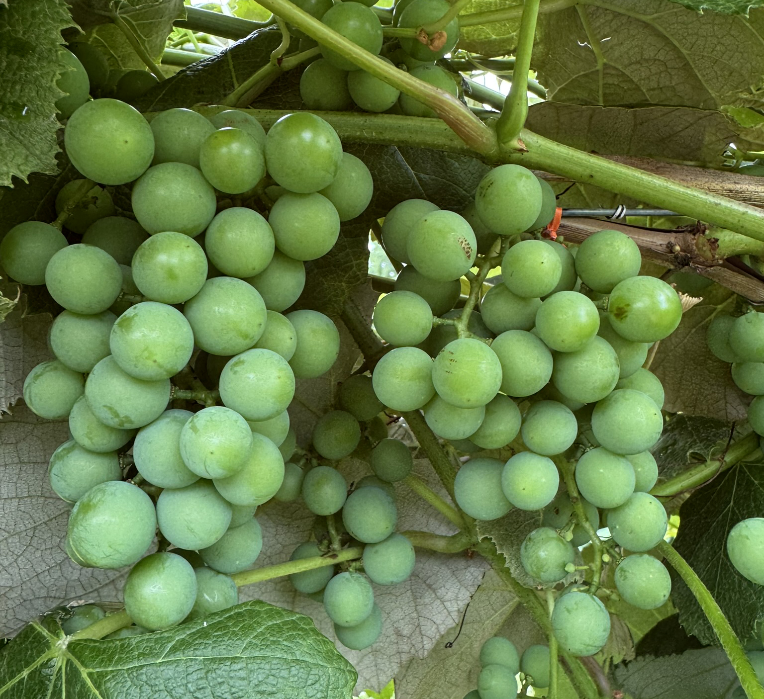 A couple bunches of green grapes growing on the vine. 