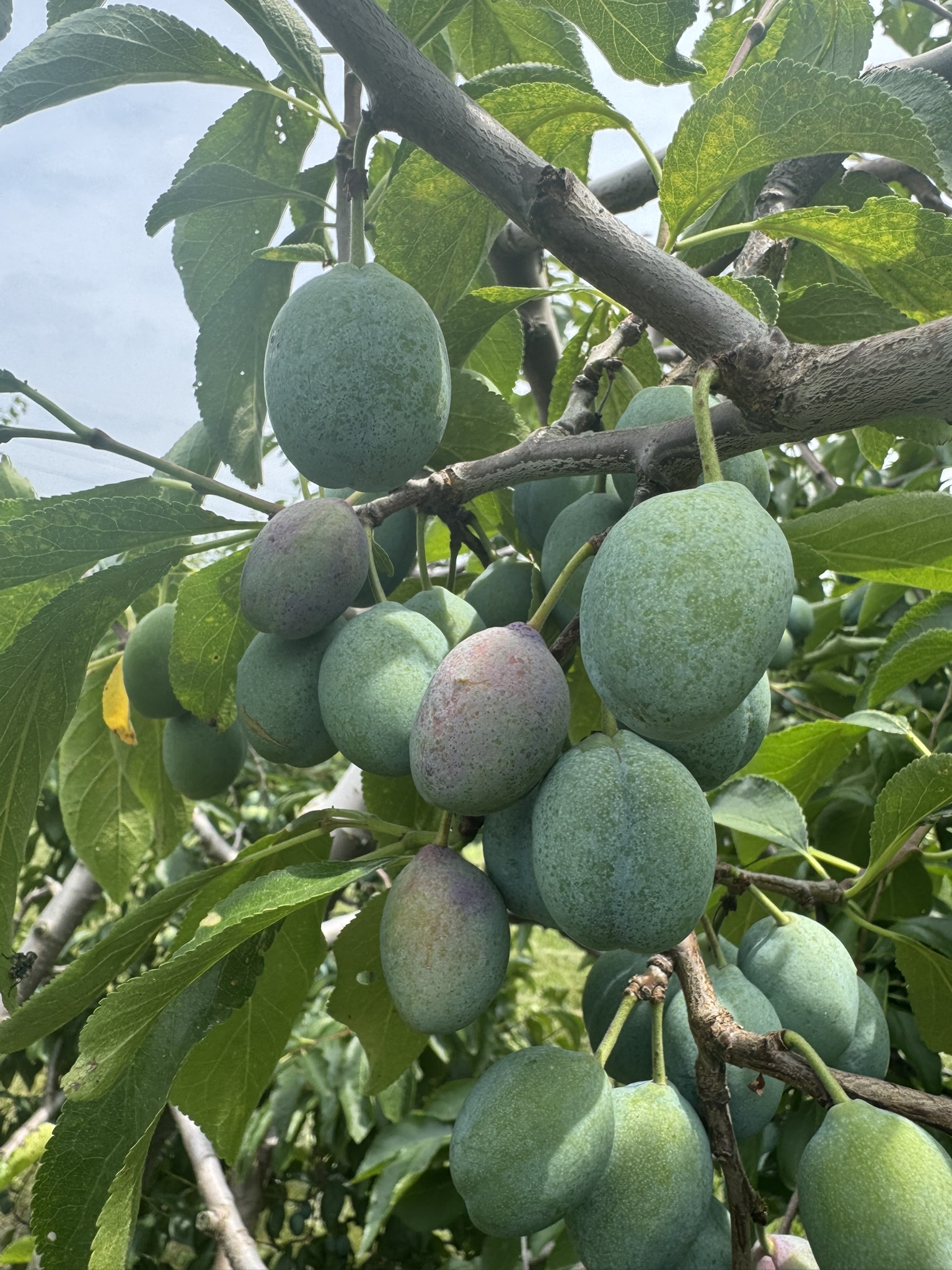 Plum_Italian_July20_Verellen.JPEG