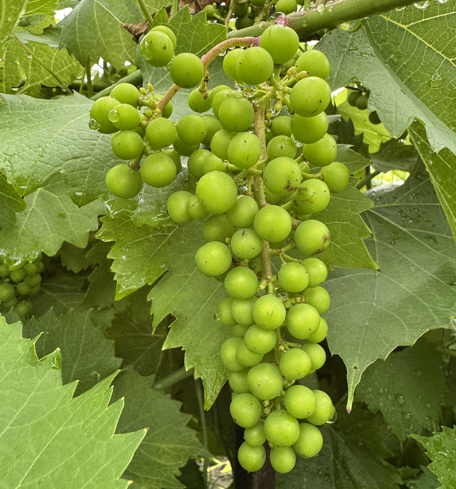 Close-up of grape clusters.