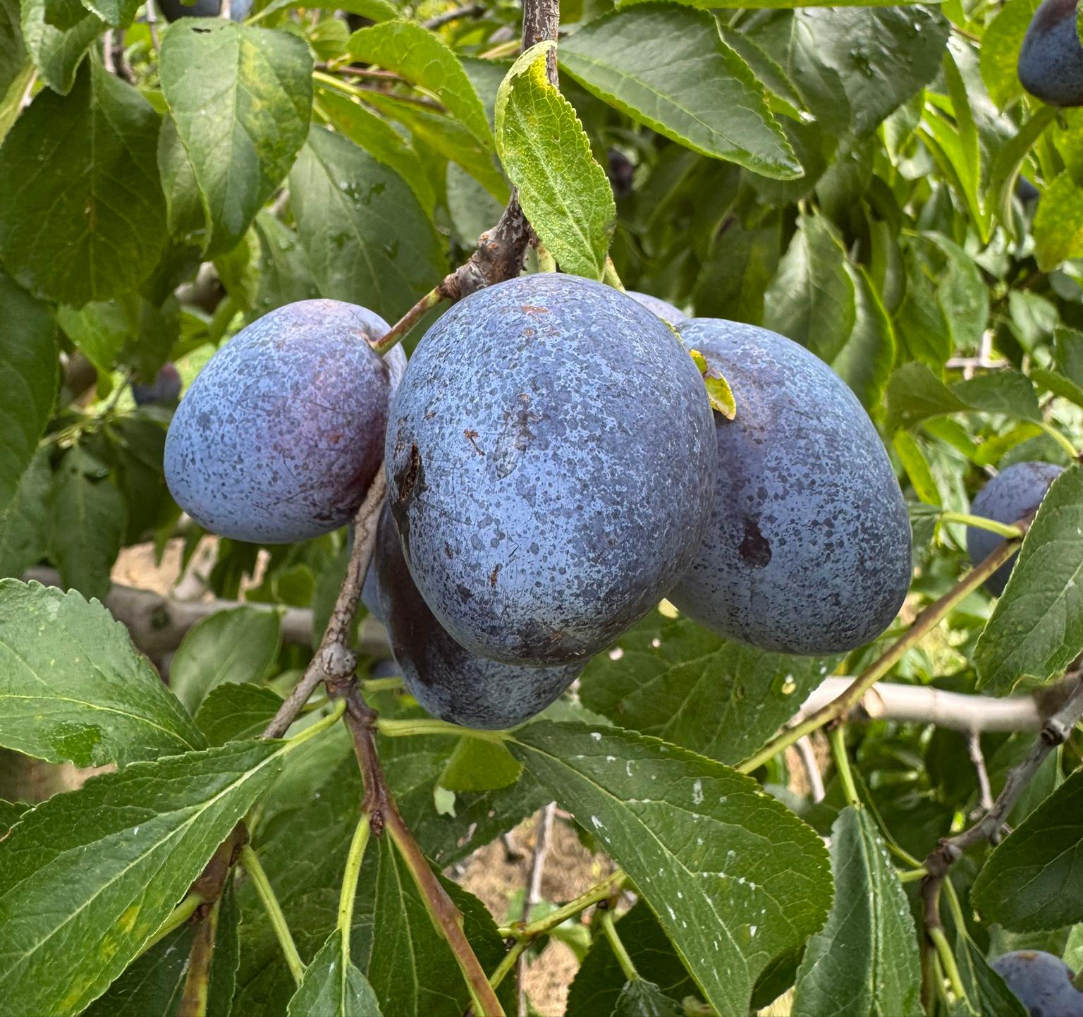Cluster of ripe Italian plums with deep purple-blue skin hanging on a tree among green leaves.