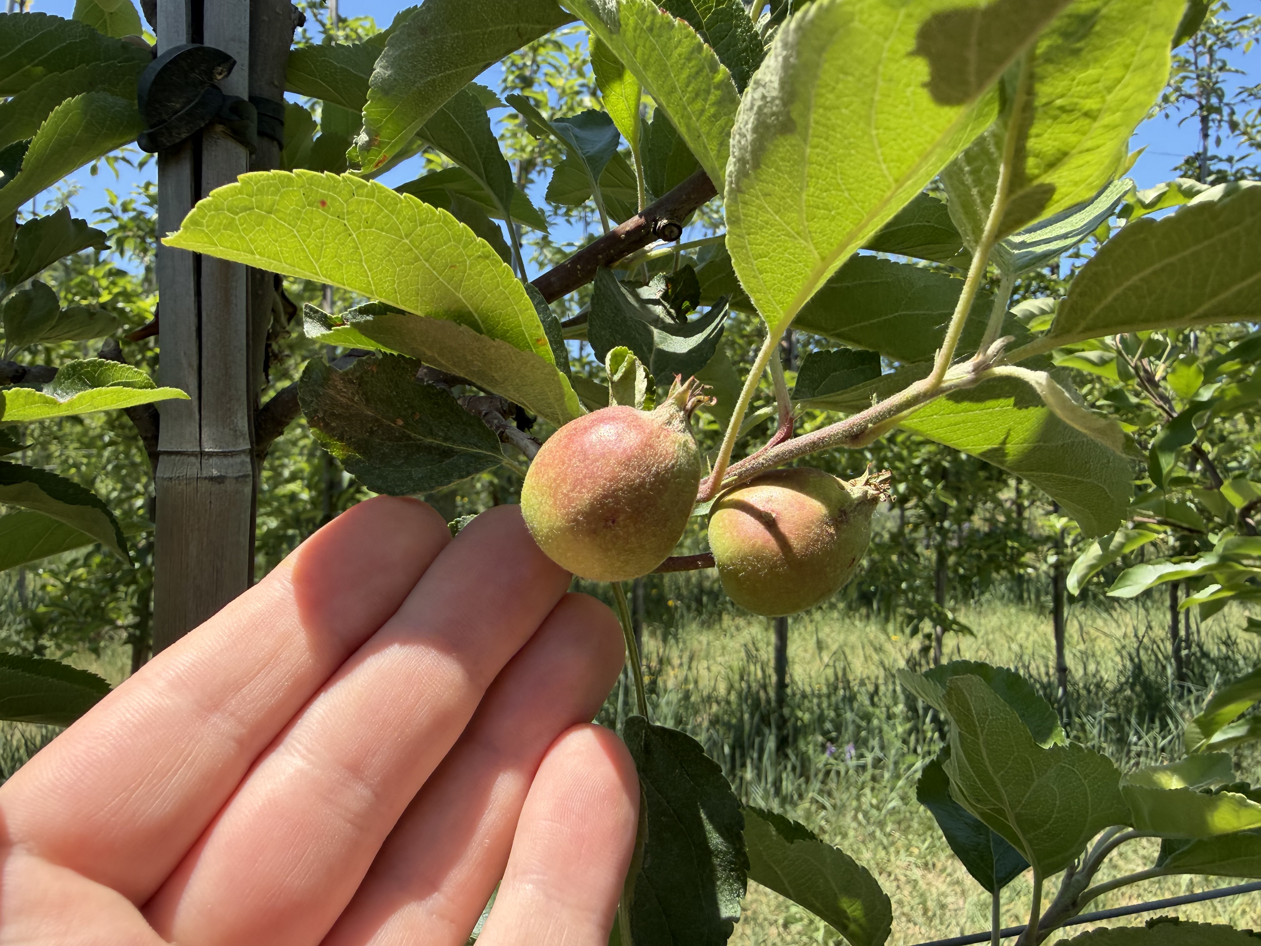 Gala fruit at 20 mm