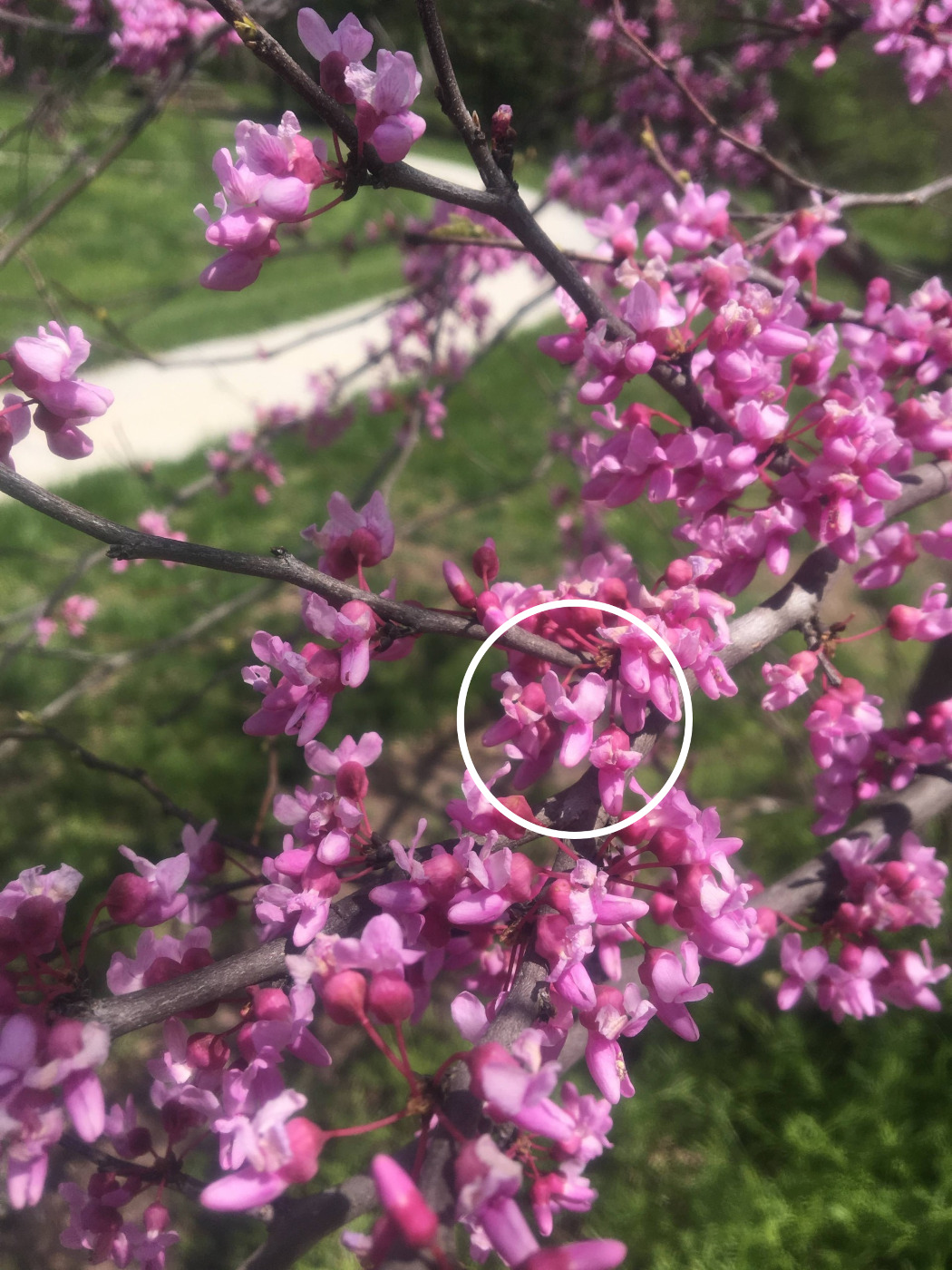 A white circle around the pink flowers of eastern redbud highlighting its donkey head shape.