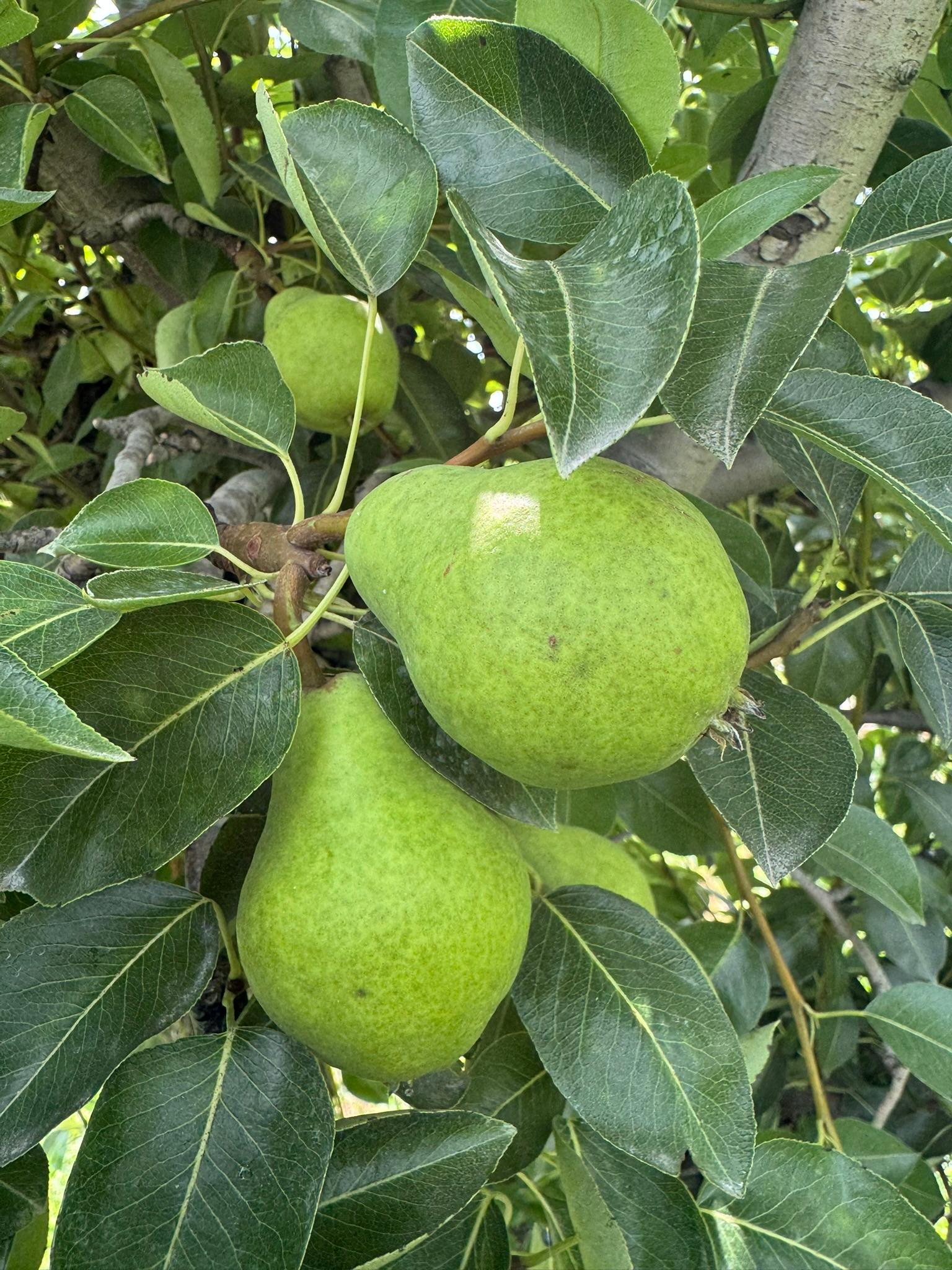Pear_Bartlett_Spicers_July21_2025.JPEG