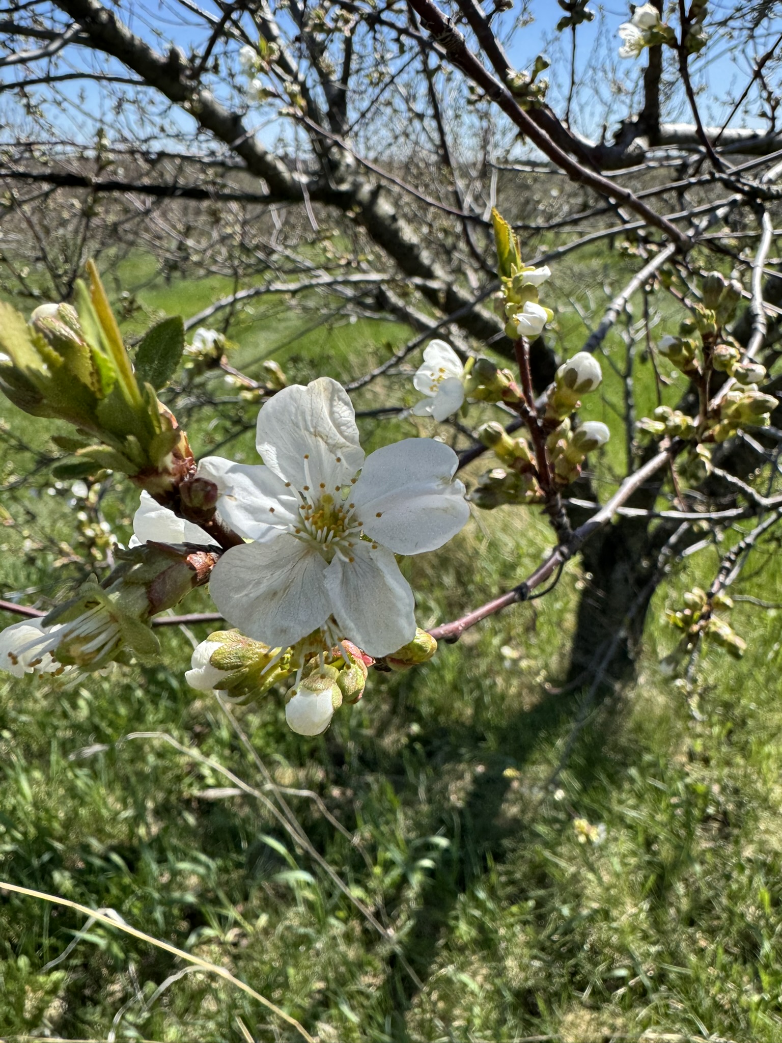 Cherry_Tart_Spicers_April20_2026.JPEG