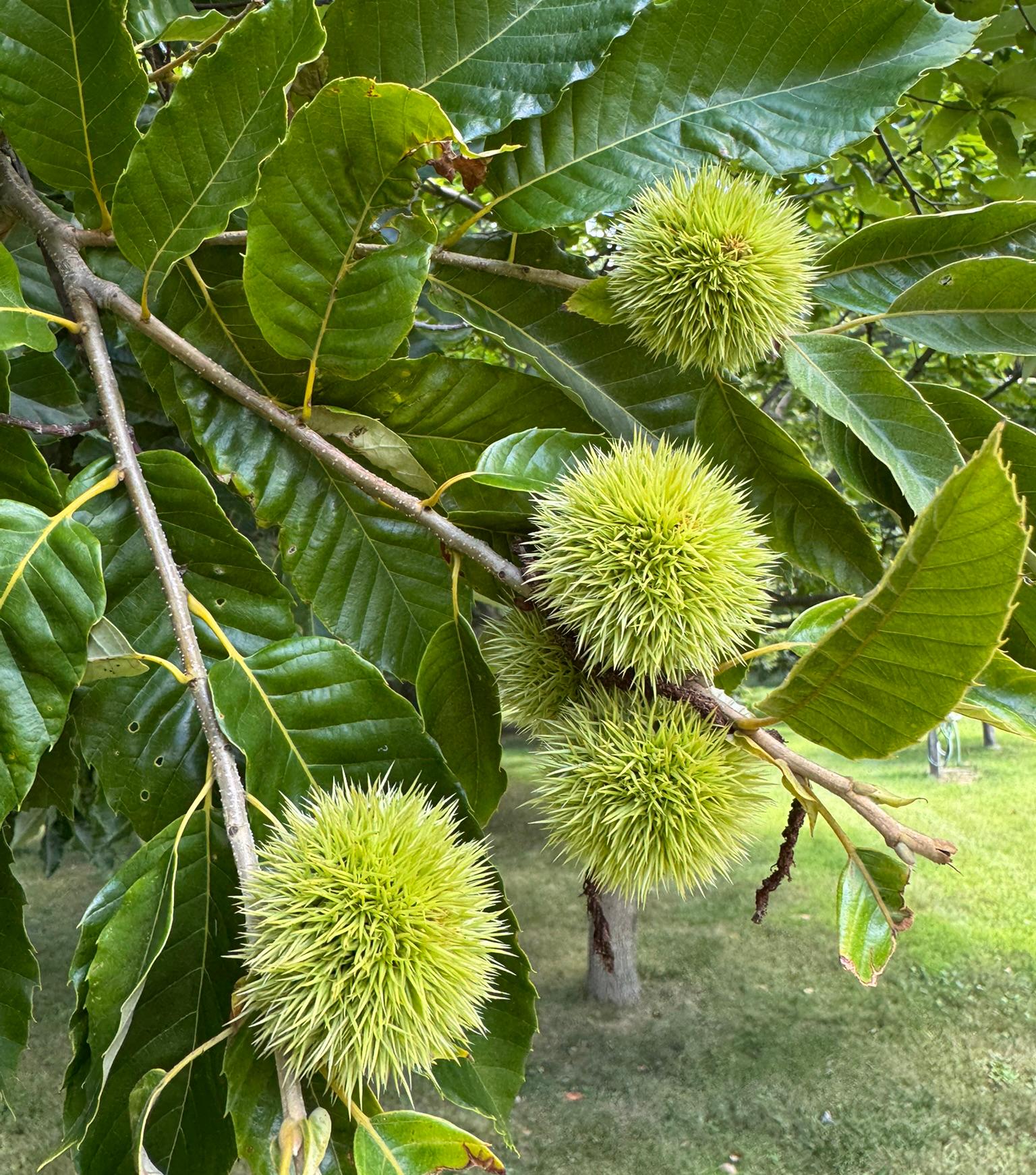 Several chestnuts hang from a tree.