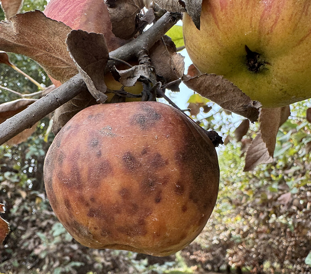 Rotten apple with sooty blotch.