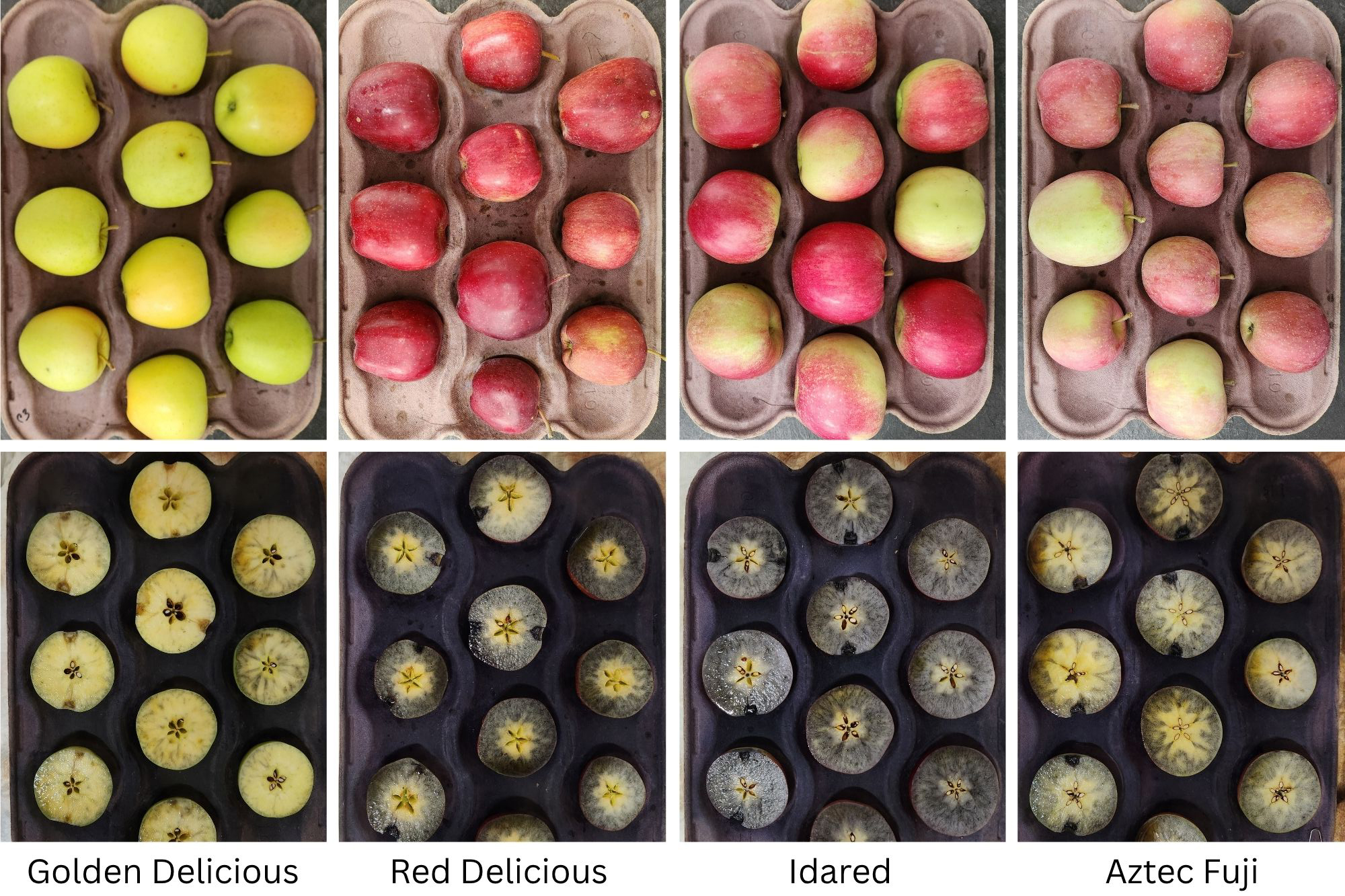 Trays of whole apples and apples cut in half stained blue from iodine testing.