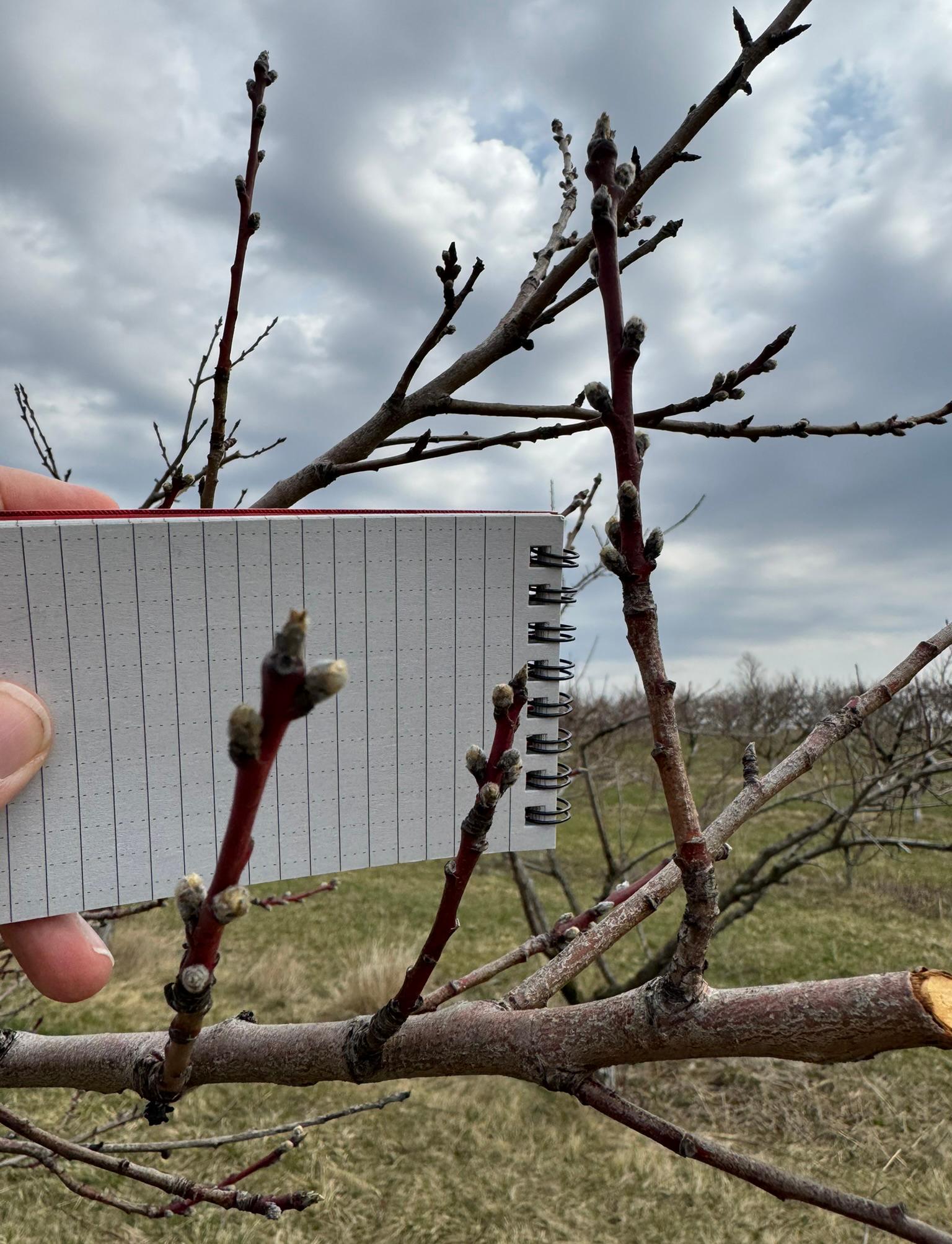 Peach buds forming on a peach tree, with a hand holding a white notepad behind a bud.