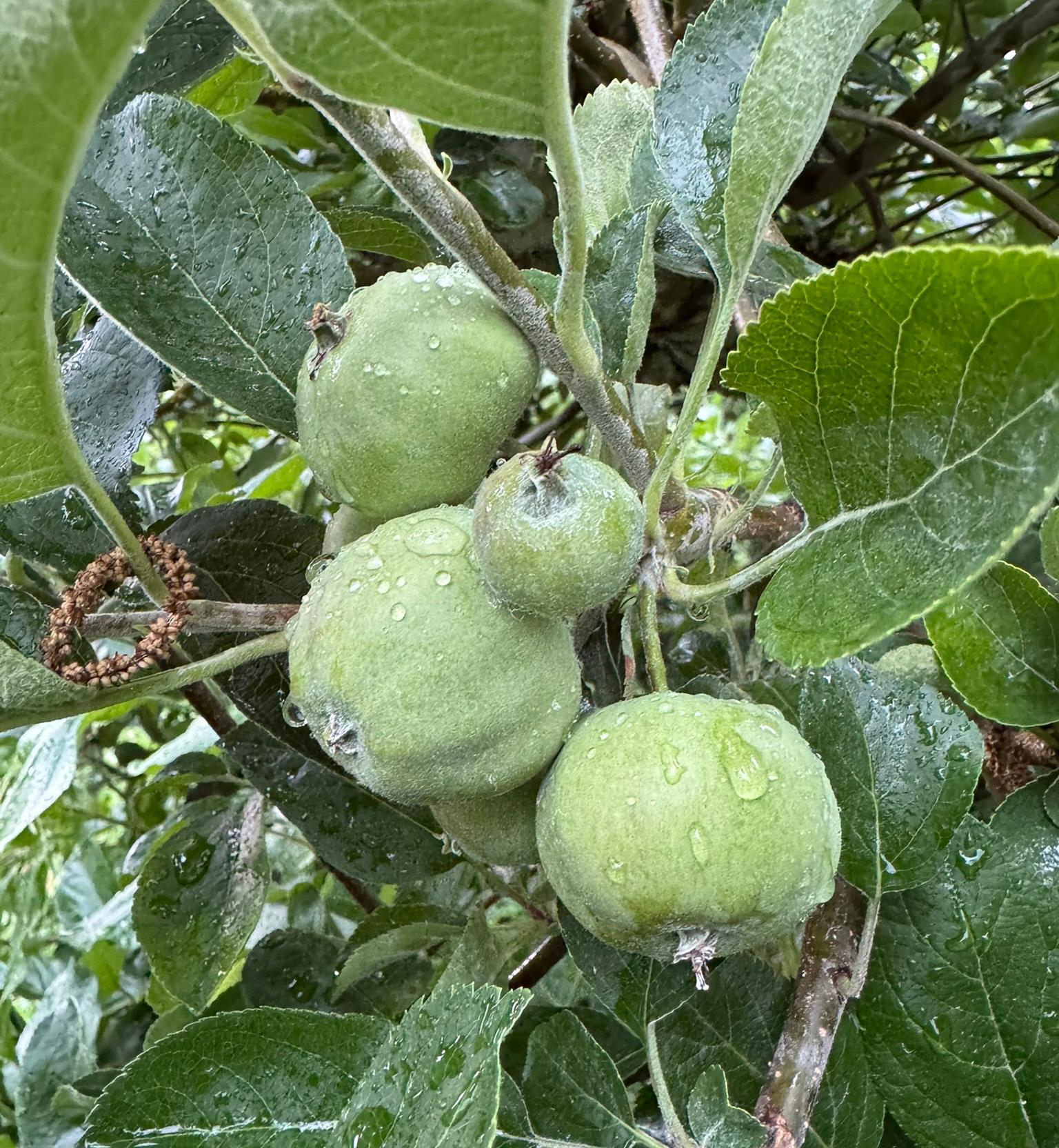 Green apples hanging from a tree with dew on them.