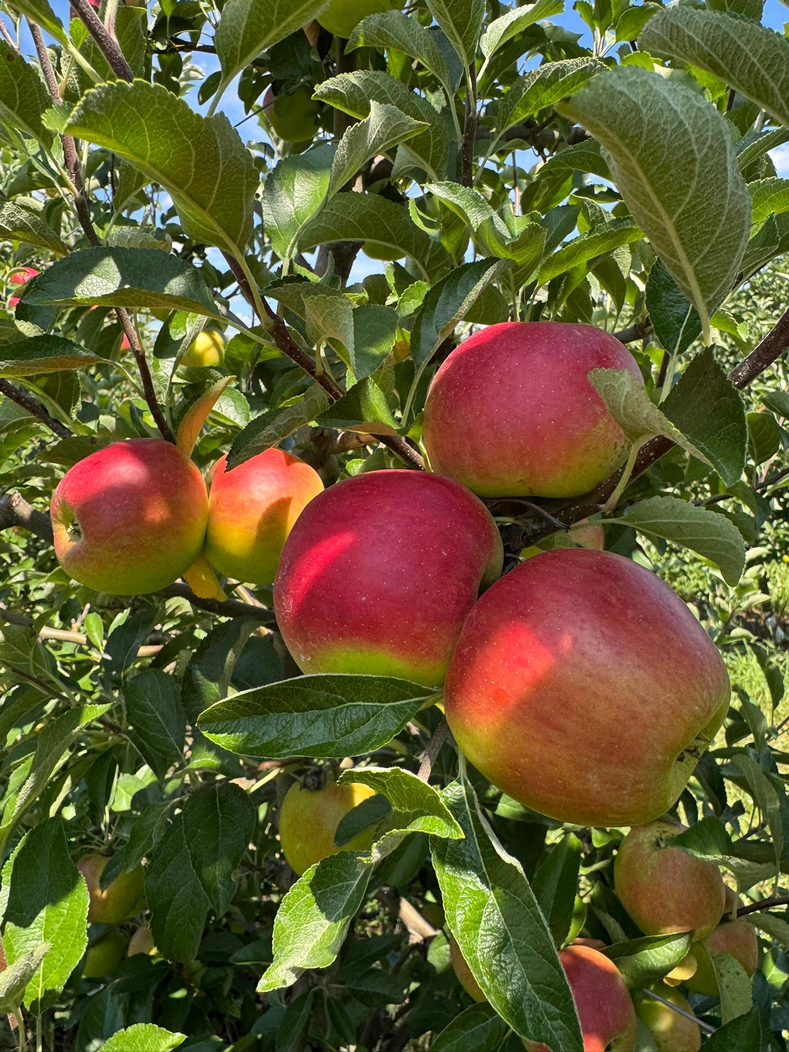 Apple_CrimsonCrisp_Spicers_August18_2025.JPEG