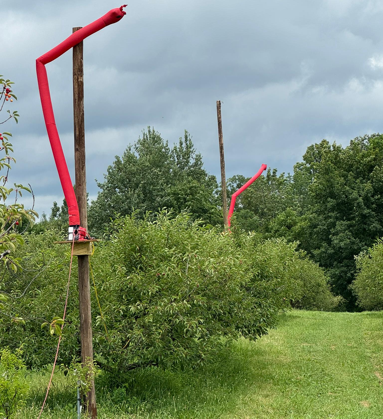 Two red, inflatable tube-like structures in a cherry orchard used to deter birds.