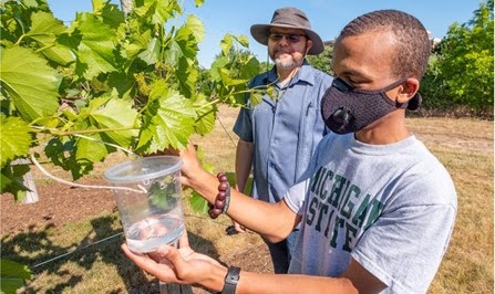 Fellow checking insect trap